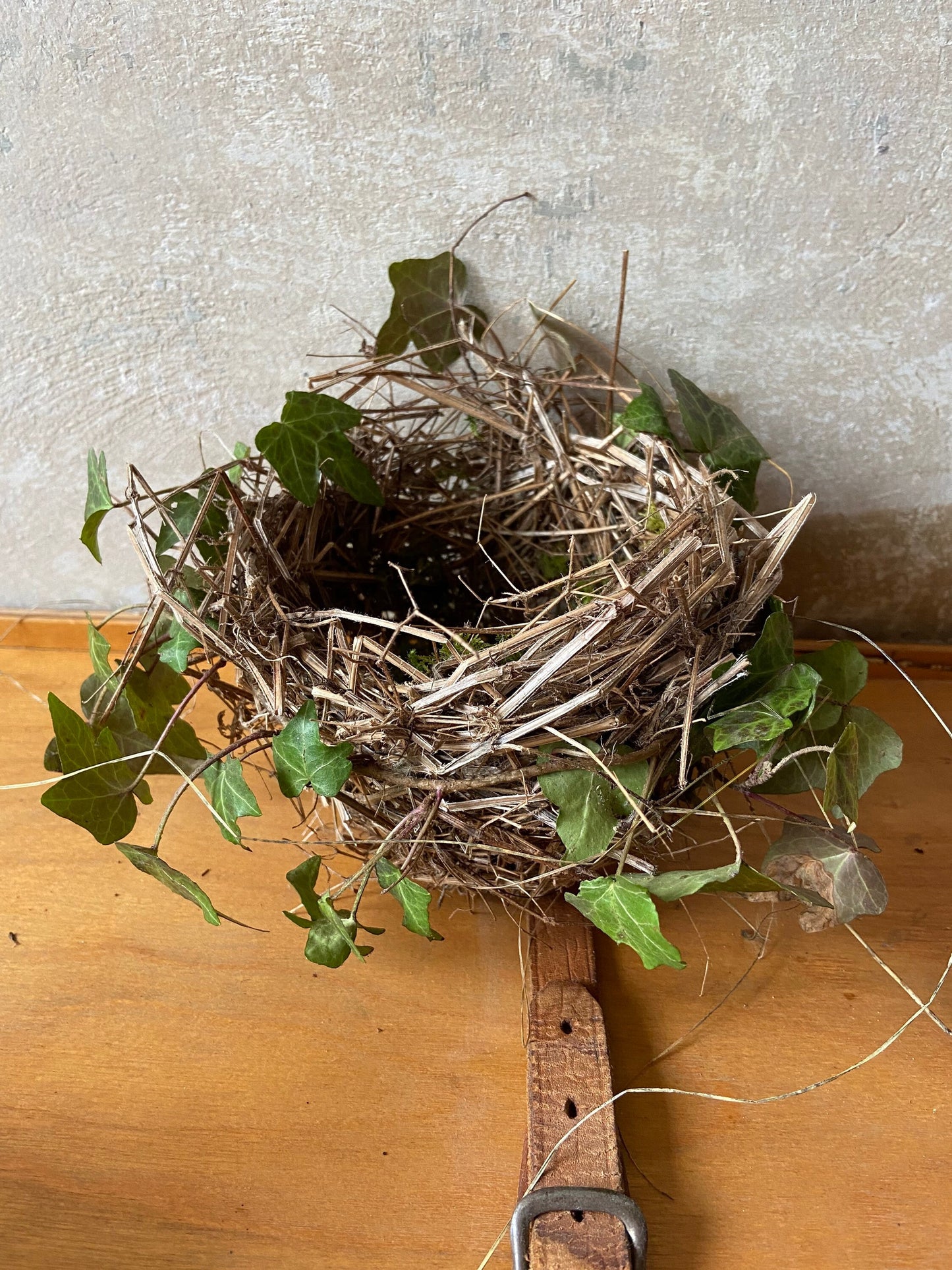 Nest | Frühling | Ostern