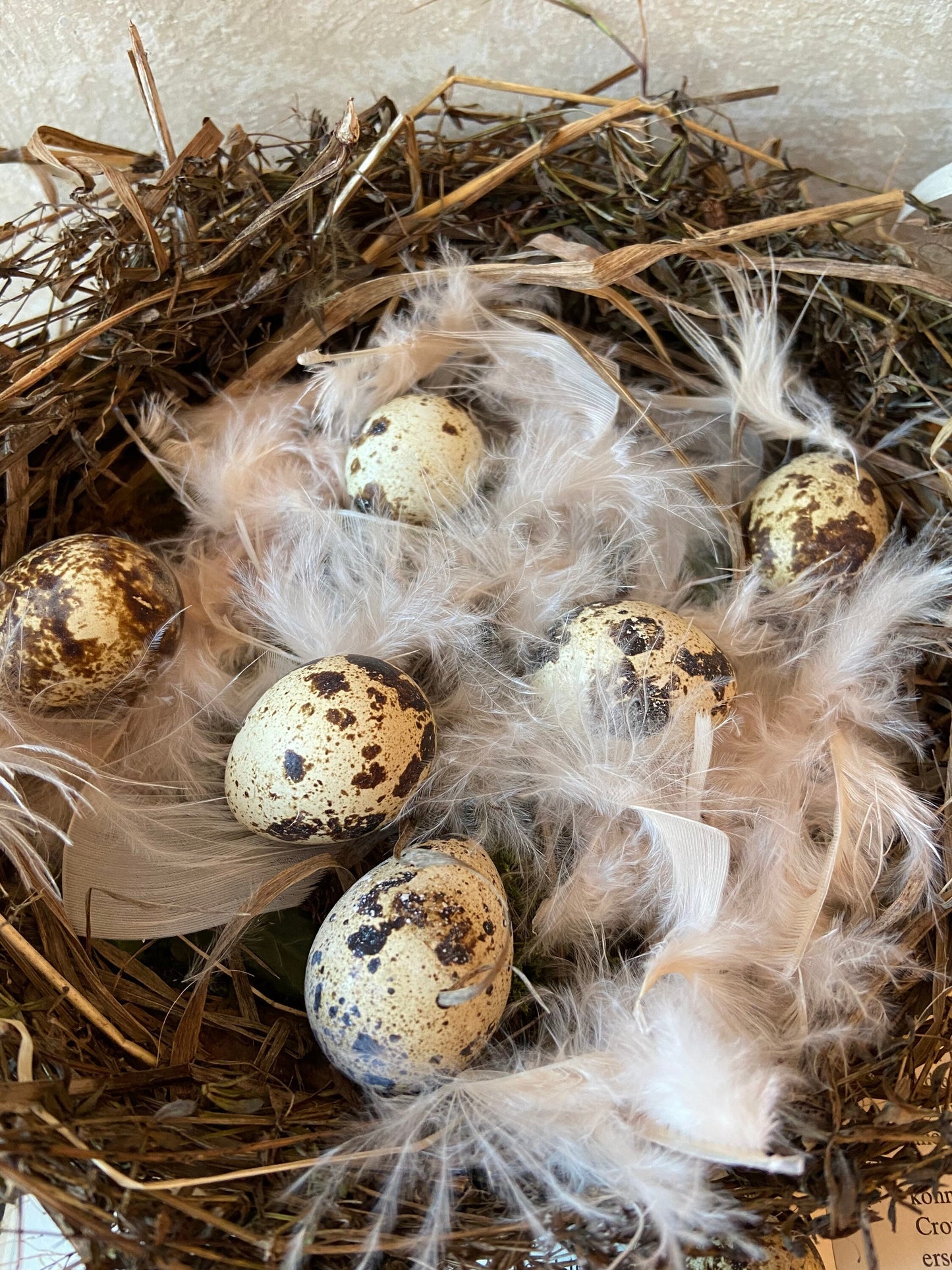 Nest | Frühling | Ostern | Eier | Federn