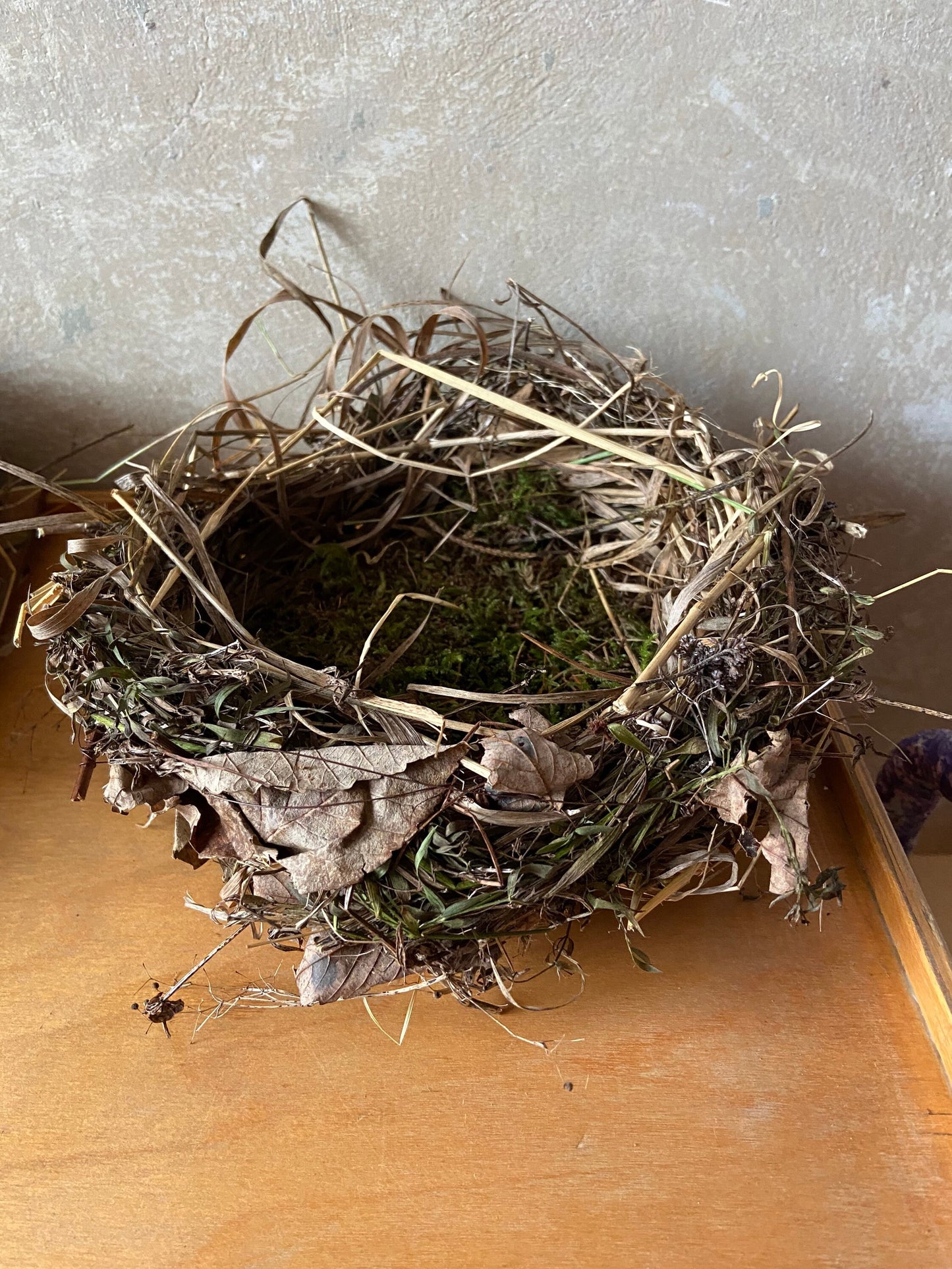 Nest | Frühling | Ostern | flach
