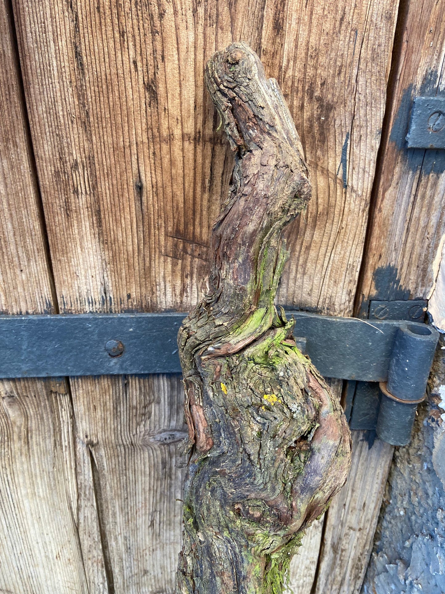 Weinrebe | Weinstock | Alte Rebe | Gutedel | Rebstock | Wurzelstock | Rebstorzen