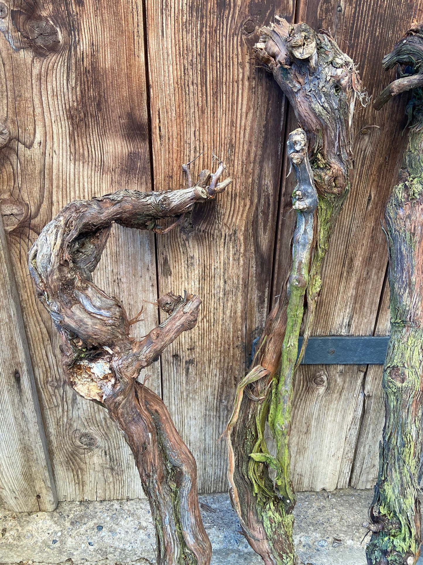 Weinrebe | Weinstock | Alte Rebe | Gutedel | Rebstock | Wurzelstock | Rebstorzen