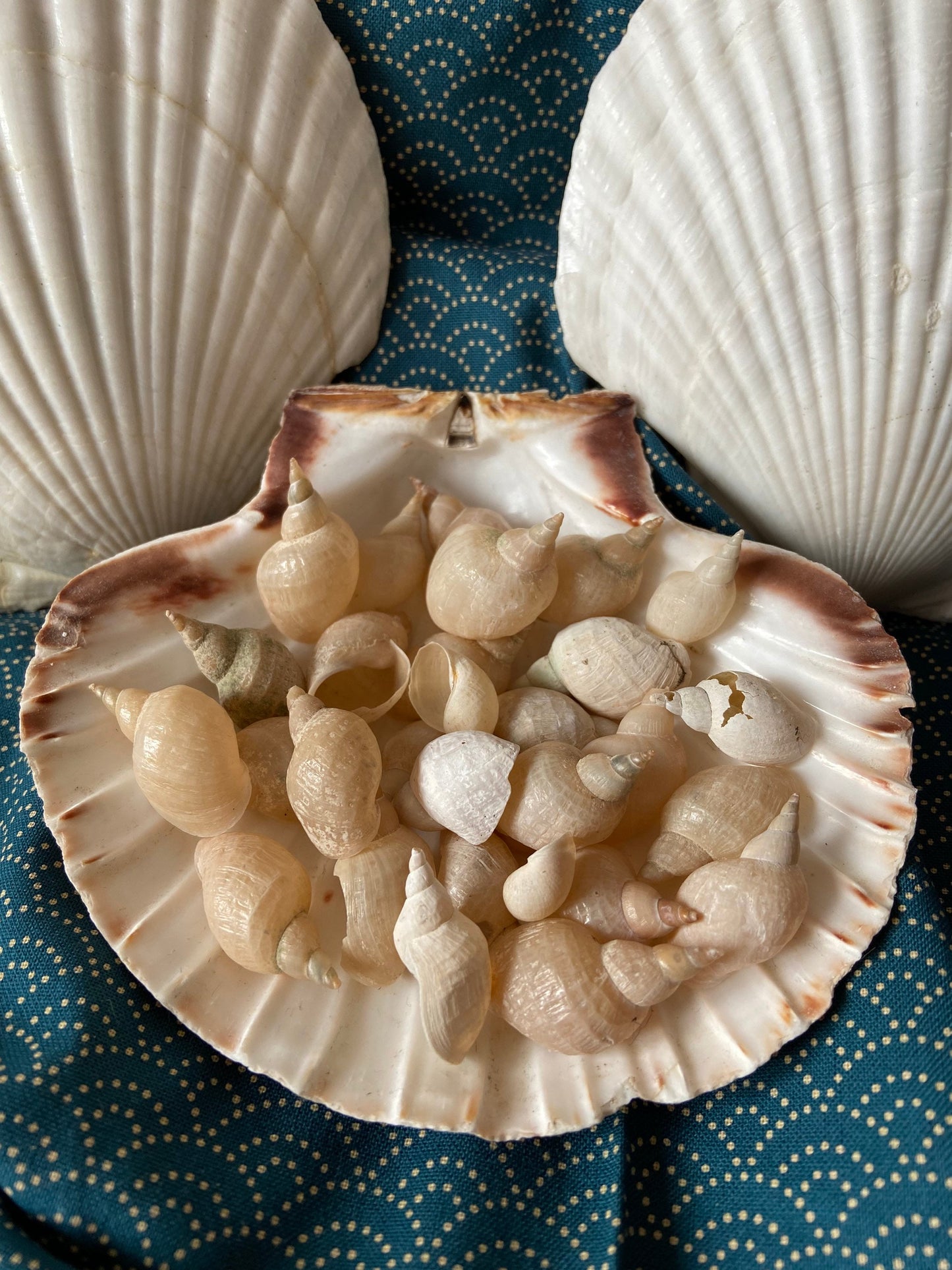 Muscheln | Schnecken | Bodensee | Weiß | See | Muschel-Schnecke