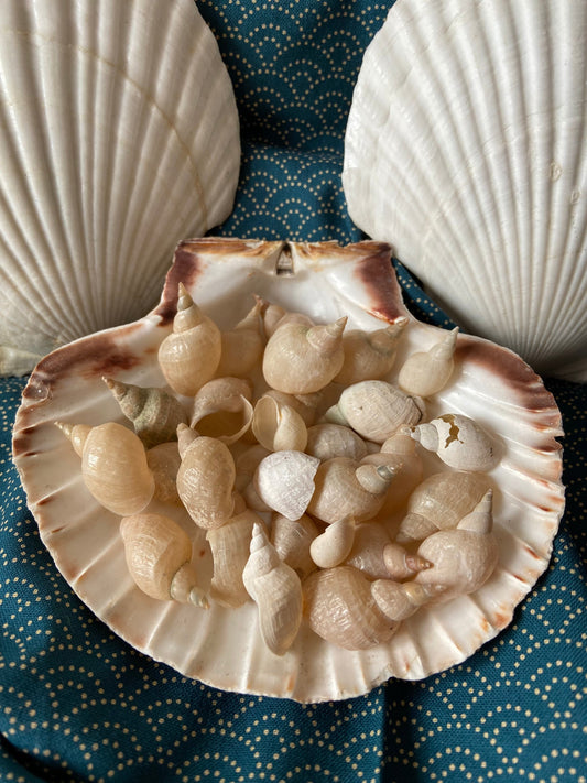 Muscheln | Schnecken | Bodensee | Weiß | See | Muschel-Schnecke
