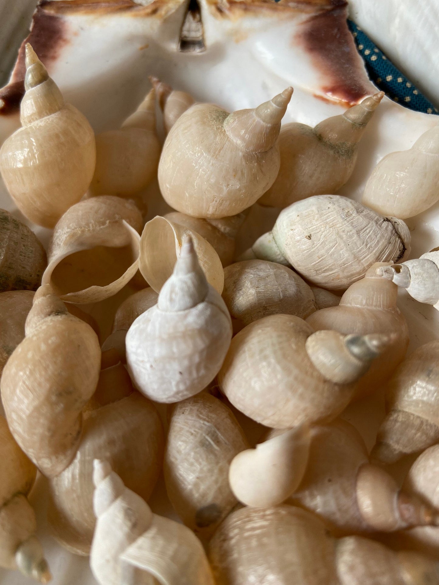 Muscheln | Schnecken | Bodensee | Weiß | See | Muschel-Schnecke