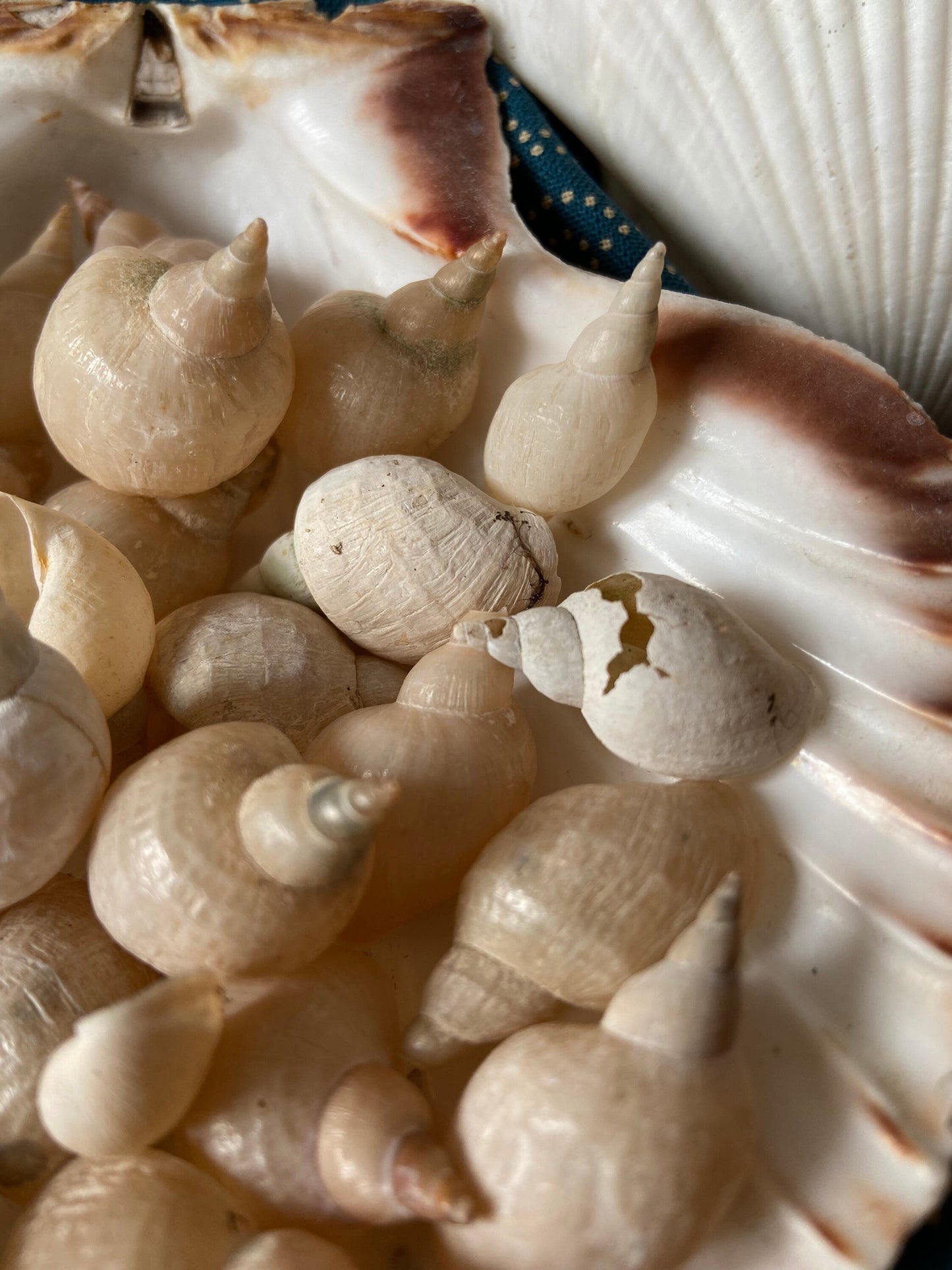 Muscheln | Schnecken | Bodensee | Weiß | See | Muschel-Schnecke