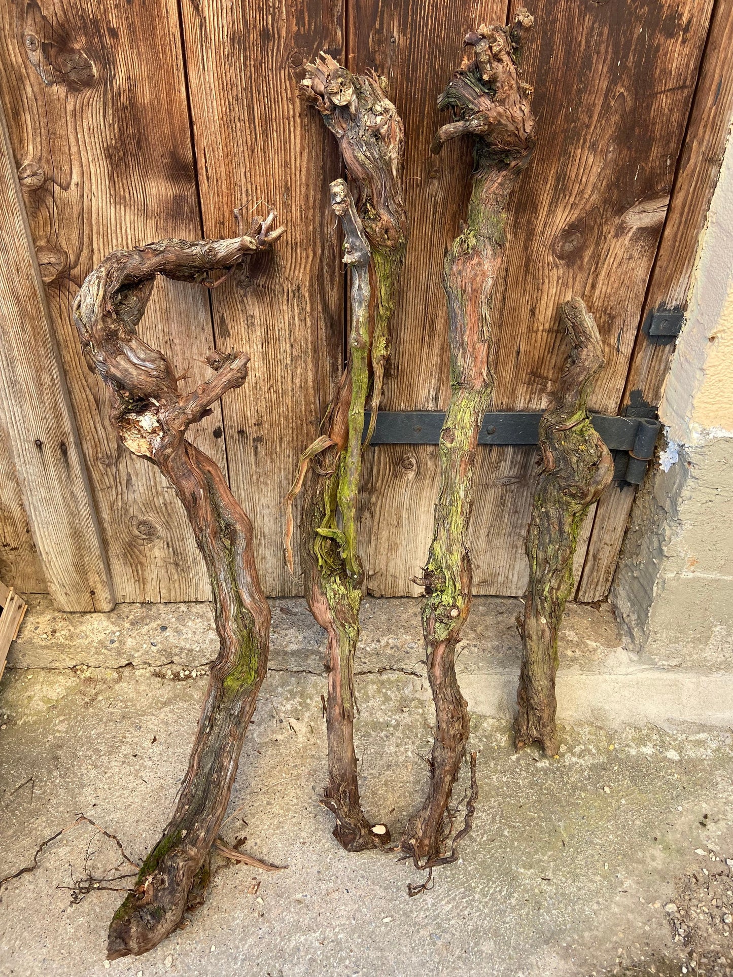 Weinrebe | Weinstock | Alte Rebe | Gutedel | Rebstock | Wurzelstock | Rebstorzen