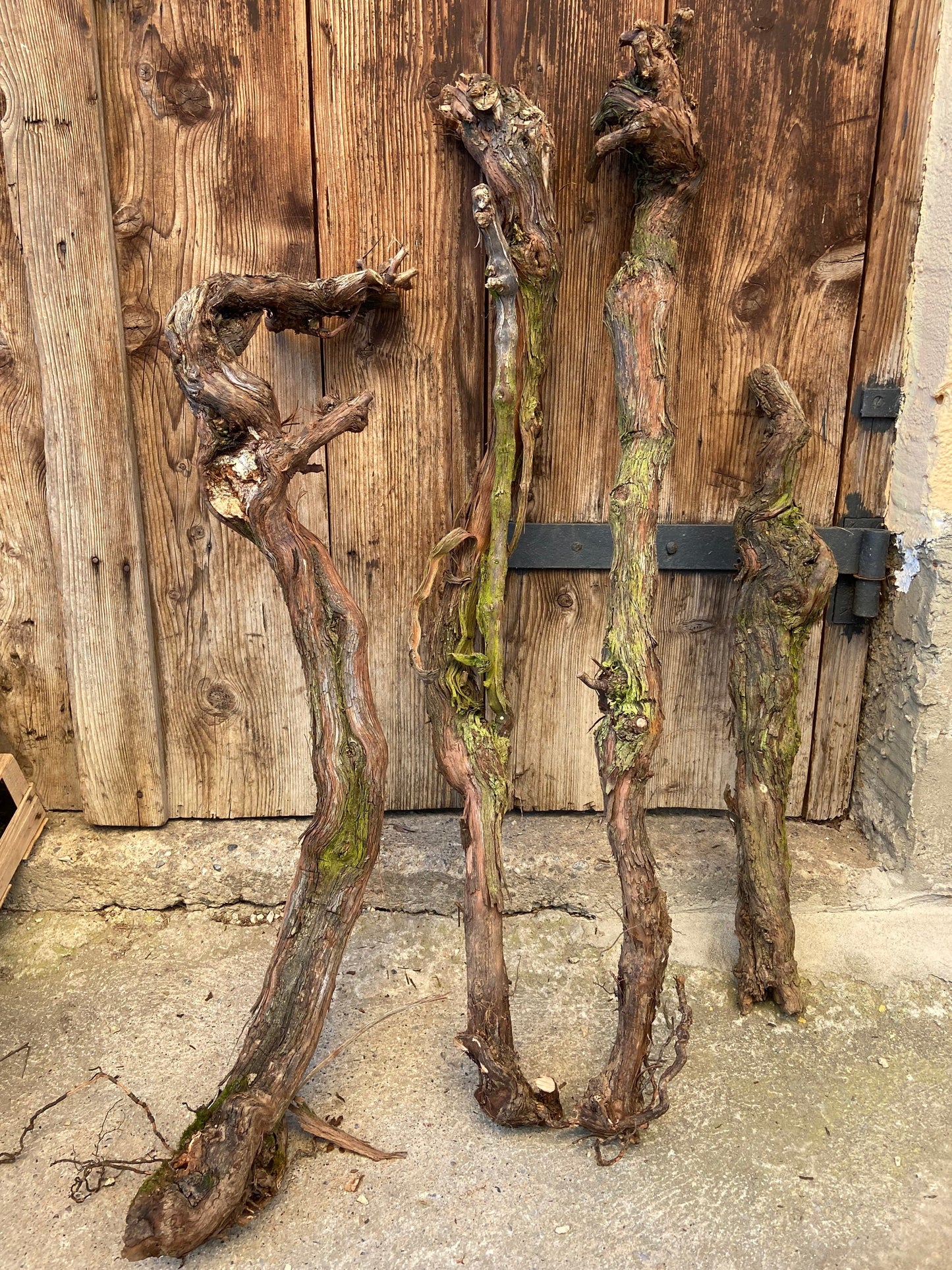 Weinrebe | Weinstock | Alte Rebe | Gutedel | Rebstock | Wurzelstock | Rebstorzen
