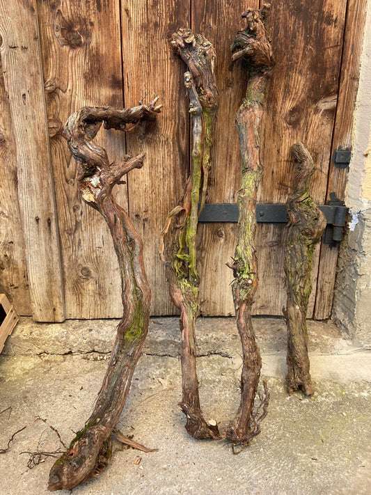 Weinrebe | Weinstock | Alte Rebe | Gutedel | Rebstock | Wurzelstock | Rebstorzen