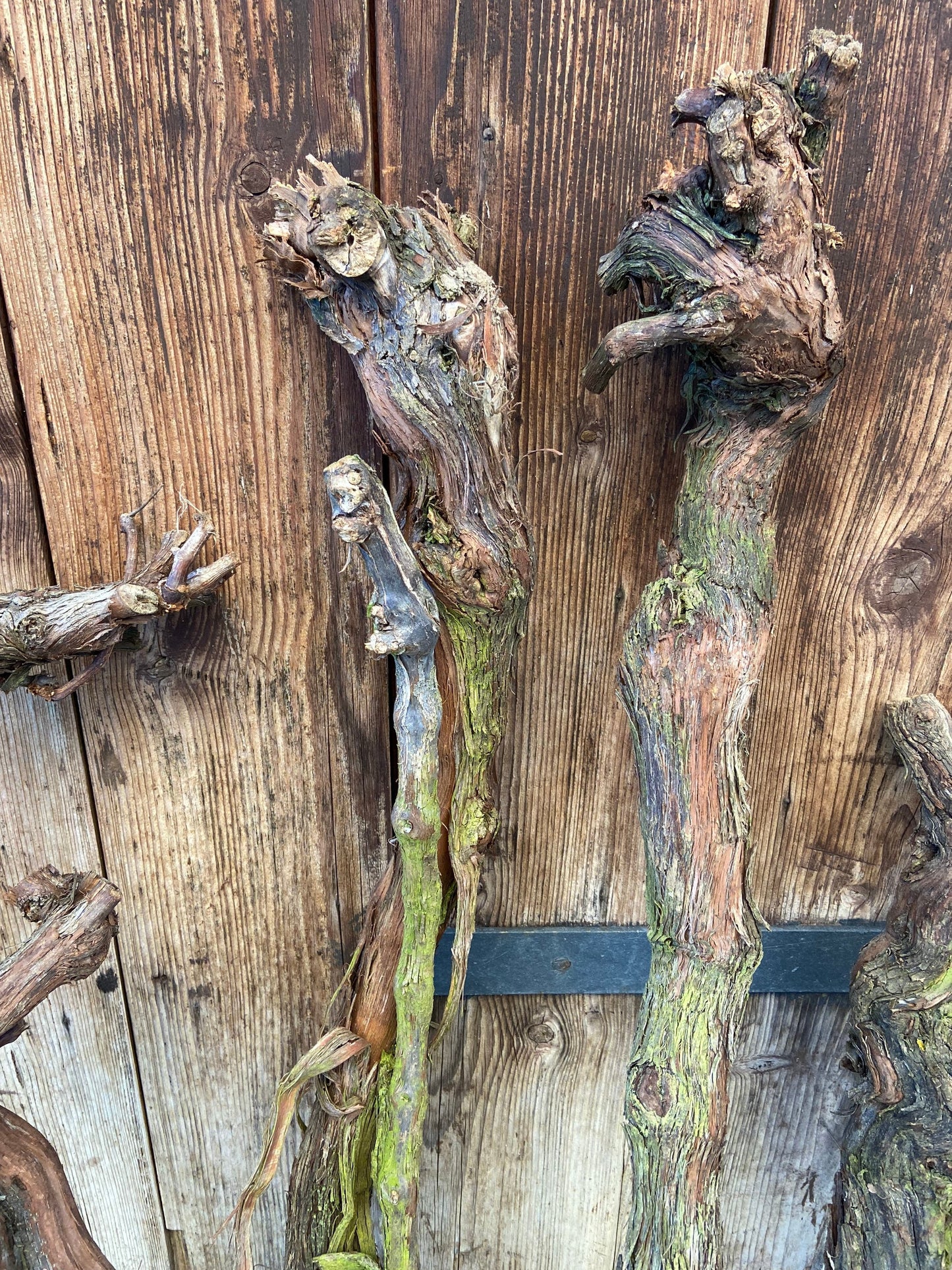Weinrebe | Weinstock | Alte Rebe | Gutedel | Rebstock | Wurzelstock | Rebstorzen