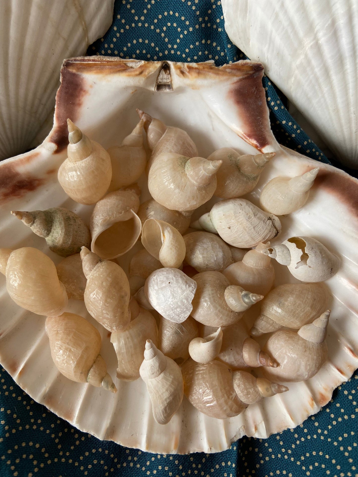 Muscheln | Schnecken | Bodensee | Weiß | See | Muschel-Schnecke