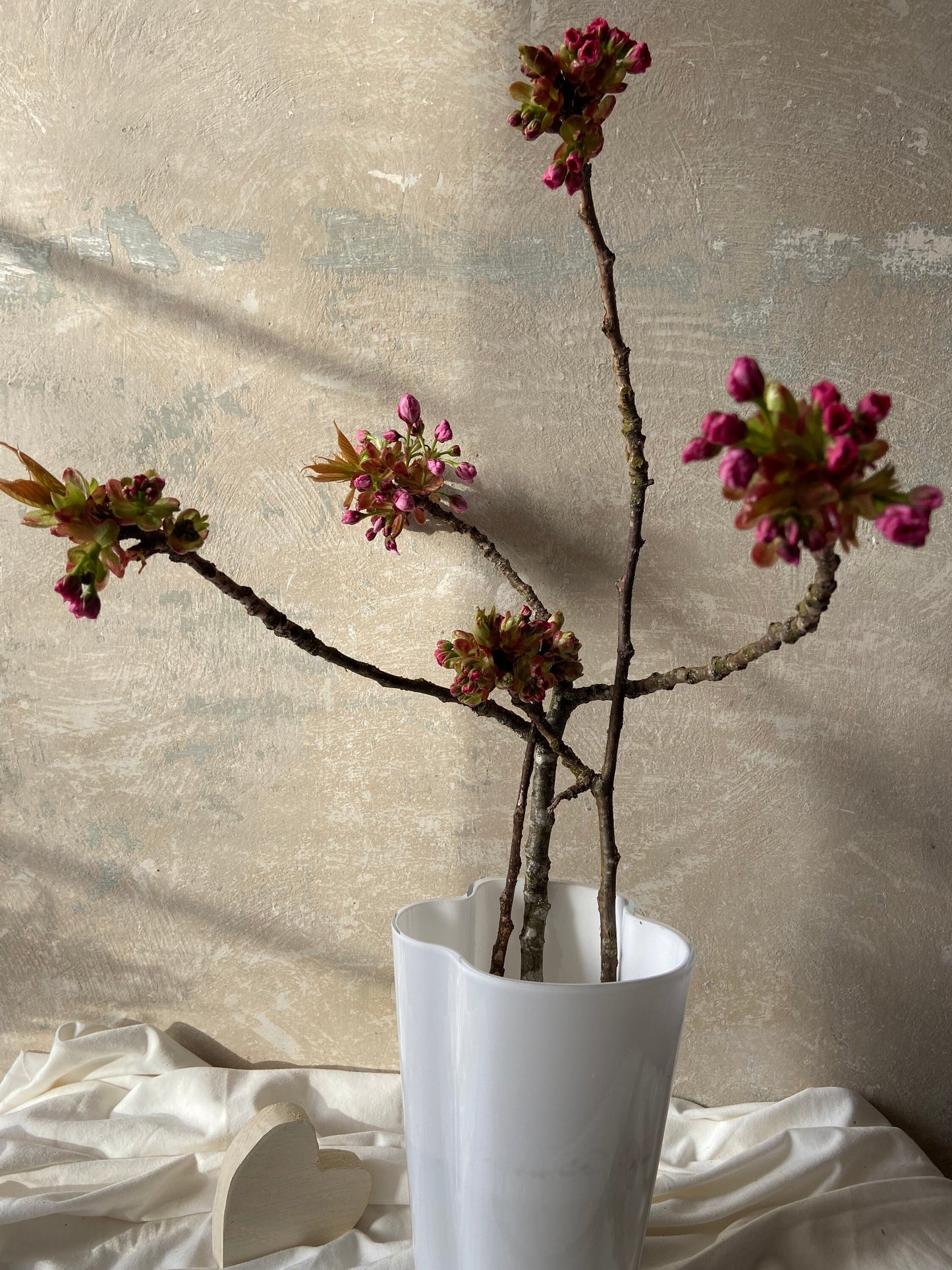 Japankirsche mit Blütenknospen | Blühender Zweig | Frühling | Zweige für die Vase | Blütenzweig | Echte Blüten | Japankirsche| rosa Blüten