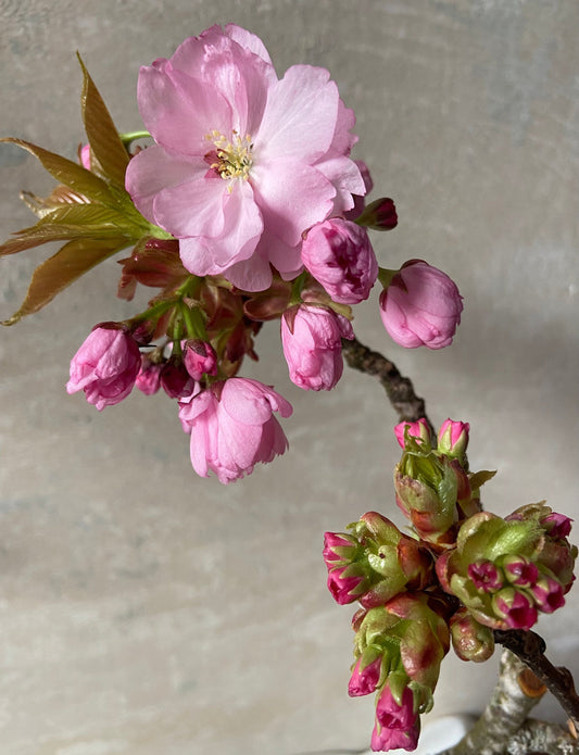 Japankirsche mit Blütenknospen | Blühender Zweig | Frühling | Zweige für die Vase | Blütenzweig | Echte Blüten | Japankirsche| rosa Blüten