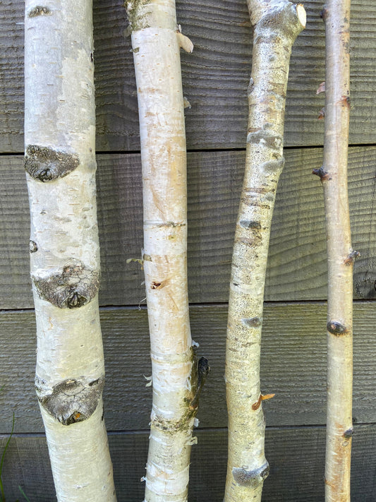 Birkenast | Ø 1,0 - 2,5 cm | Dekoast | Birke | Ast | Birkenzweig | Birkenstock | Birkenstamm | Birkenstämmchen | Birkenholz | Naturast