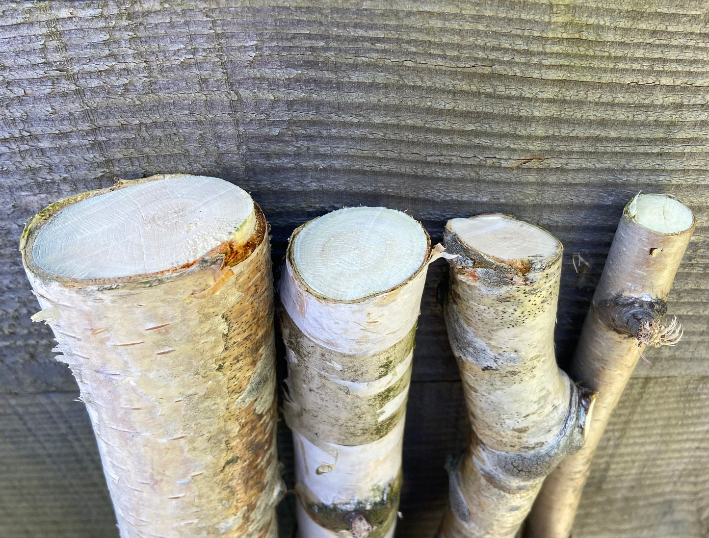 Birkenast | Ø 3,0 - 4,5 cm | Dekoast | Birke | Ast | Birkenzweig | Birkenstock | Birkenstamm | Birkenstämmchen | Birkenholz | Naturast