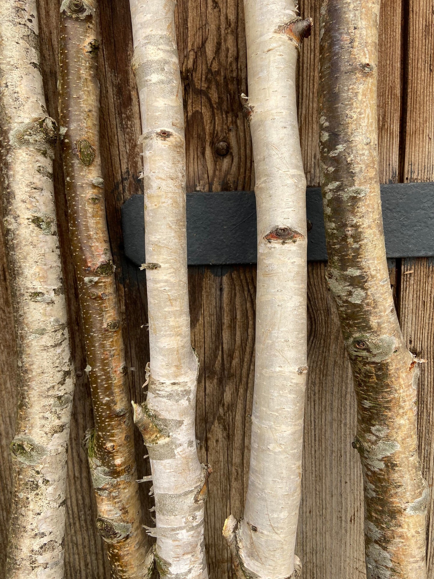 Birkenast | Ø 1,0 - 2,5 cm | Dekoast | Birke | Ast | Birkenzweig | Birkenstock | Birkenstamm | Birkenstämmchen | Birkenholz | Naturast