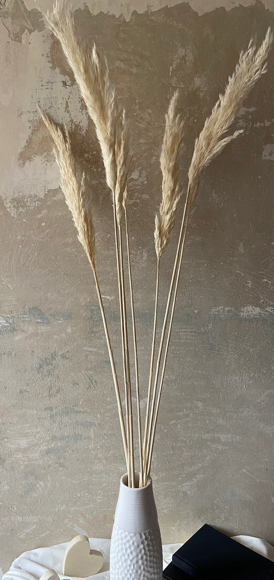 Pampasgras | Breda | naturcreme | ca. 80cm | Trockenblumen | Gräser | Zweige für die Vase |