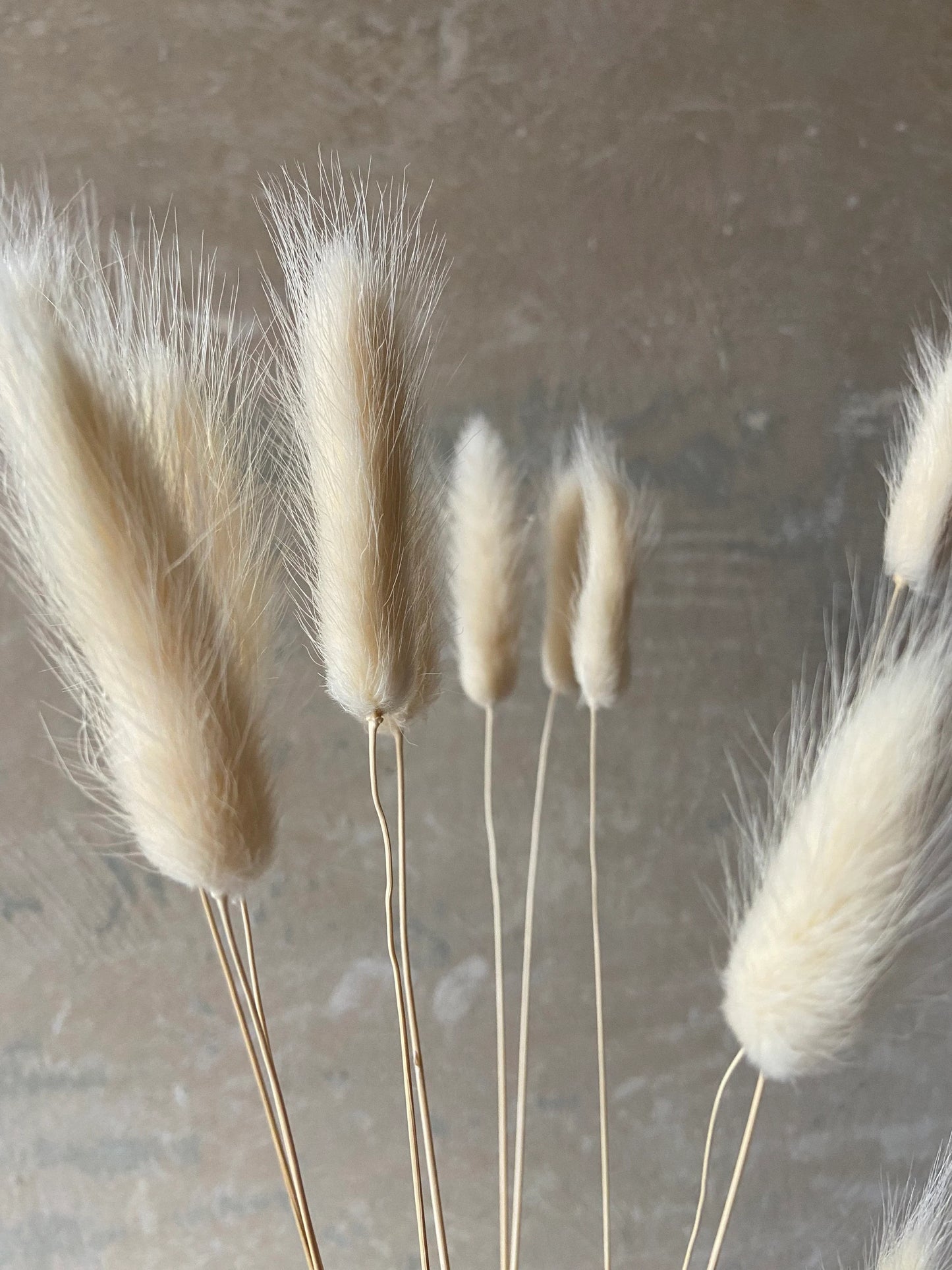 Samtgras | Lagurus | naturcreme | ca 40-50cm | Trockenblumen | Gräser | Zweige für die Vase | Naturdeko | zeitlos | Scandi-Chic | Boho Style
