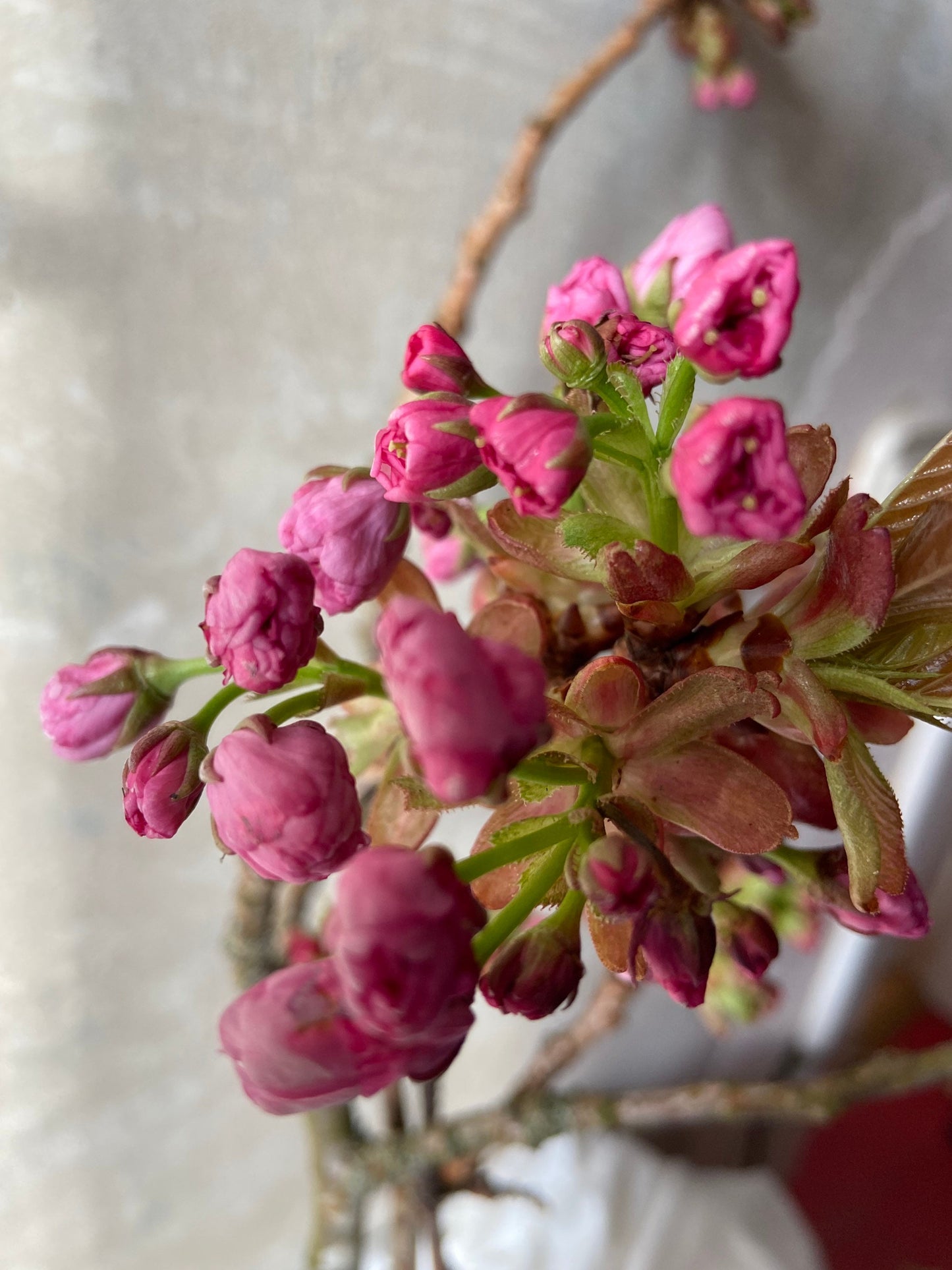Japankirsche mit Blütenknospen | Blühender Zweig | Frühling | Zweige für die Vase | Blütenzweig | Echte Blüten | Japankirsche| rosa Blüten