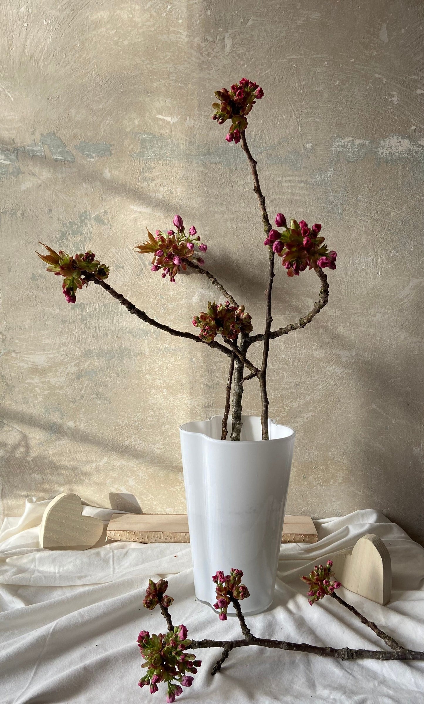 Japankirsche mit Blütenknospen | Blühender Zweig | Frühling | Zweige für die Vase | Blütenzweig | Echte Blüten | Japankirsche| rosa Blüten