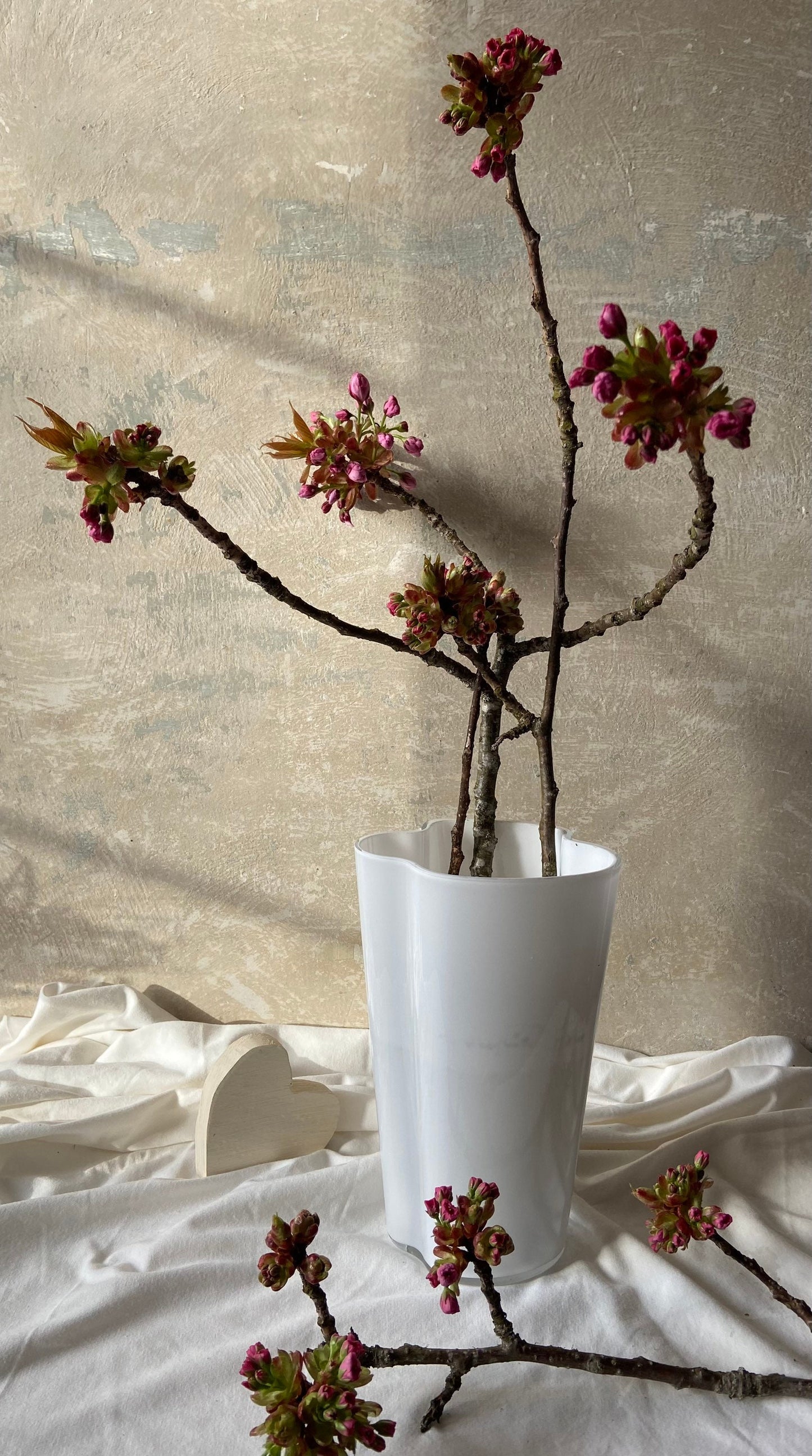 Japankirsche mit Blütenknospen | Blühender Zweig | Frühling | Zweige für die Vase | Blütenzweig | Echte Blüten | Japankirsche| rosa Blüten