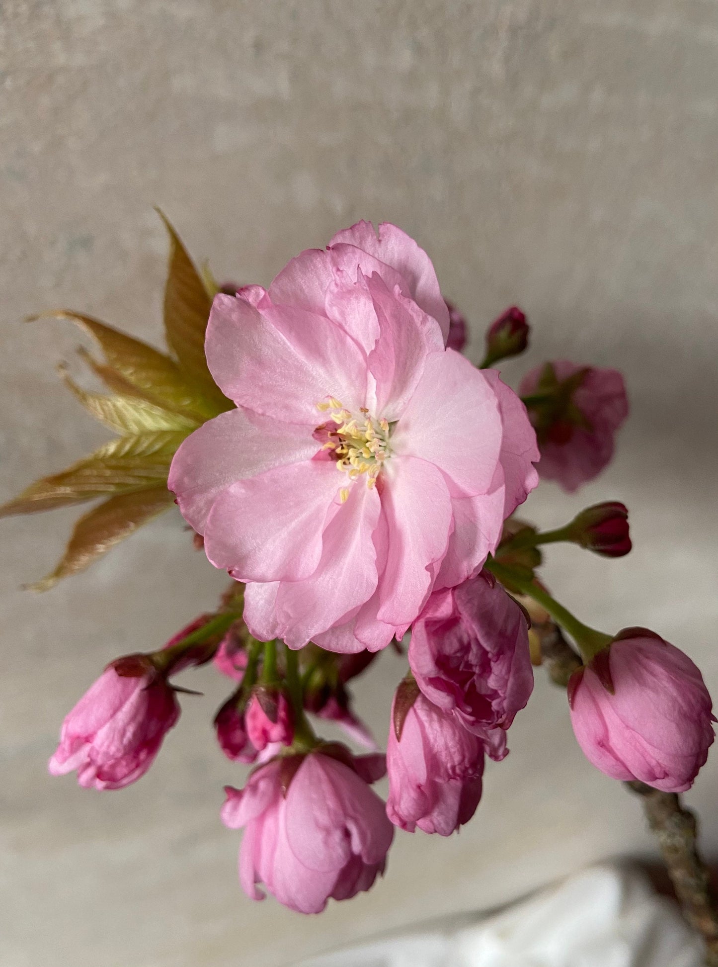 Japankirsche mit Blütenknospen | Blühender Zweig | Frühling | Zweige für die Vase | Blütenzweig | Echte Blüten | Japankirsche| rosa Blüten