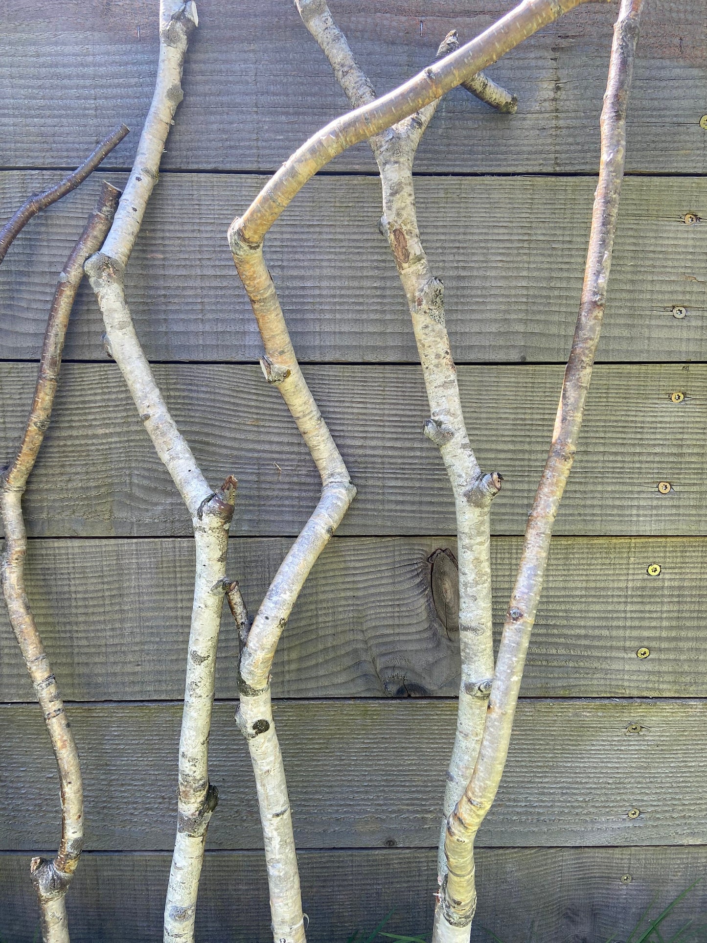 Birkenast | Ø 1,0 - 2,5 cm | Dekoast | Birke | Ast | Birkenzweig | Birkenstock | Birkenstamm | Birkenstämmchen | Birkenholz | Naturast
