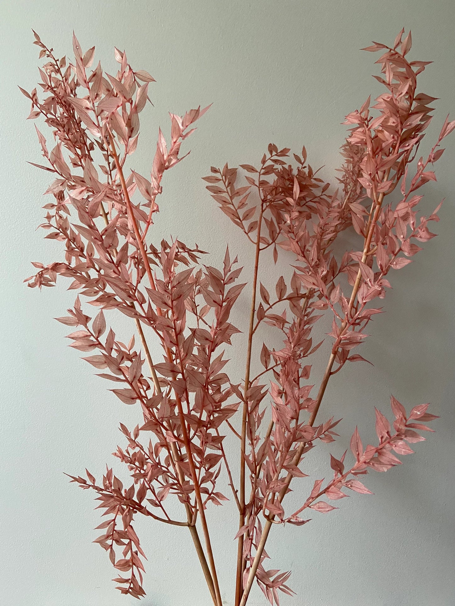 Ruskus | stechender Mäusedorn | Dornmyrte | rosa | pastell | Trockenblume | Zweige für die Vase | Home Decor | Blumendeko