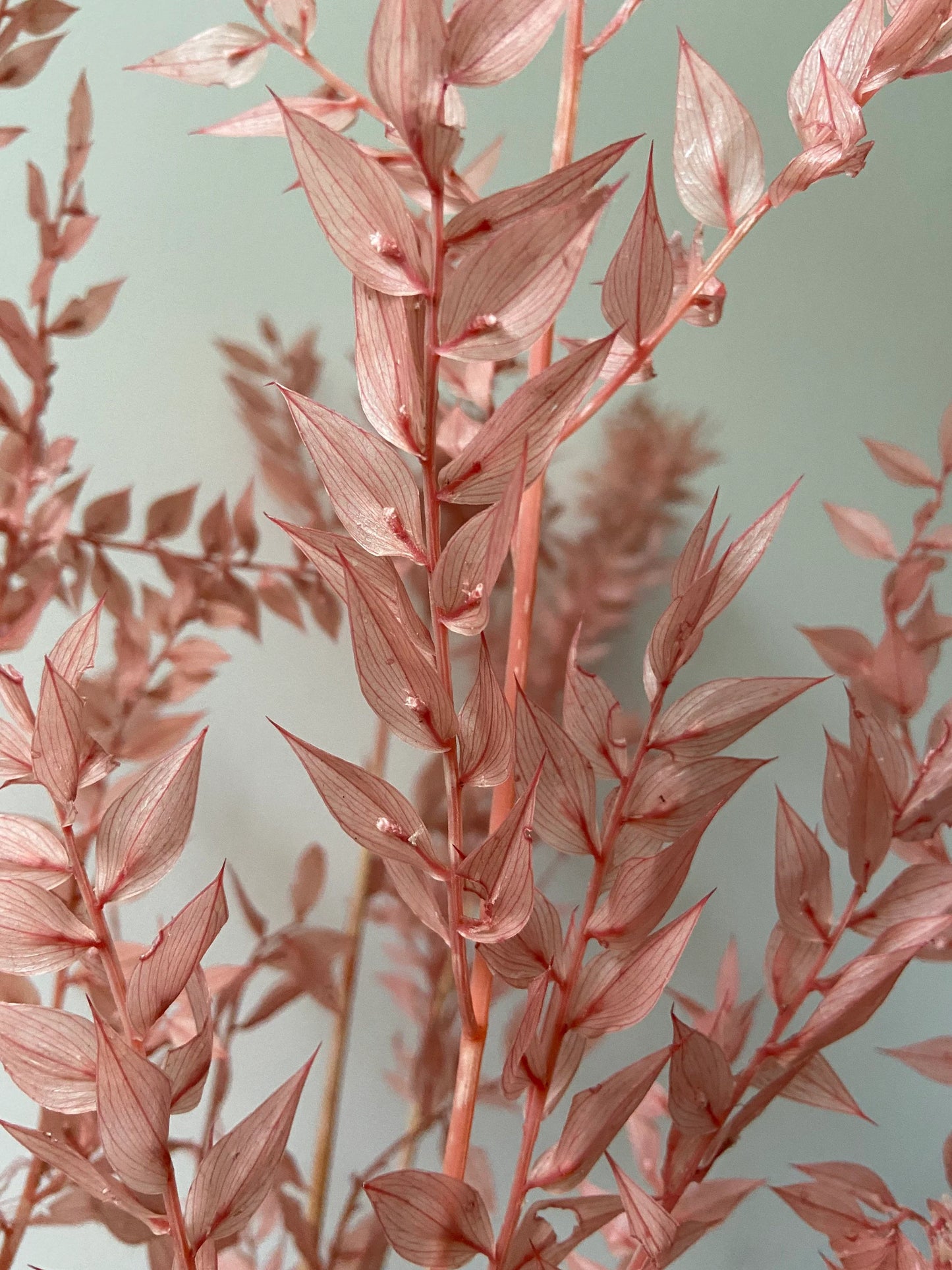 Ruskus | stechender Mäusedorn | Dornmyrte | rosa | pastell | Trockenblume | Zweige für die Vase | Home Decor | Blumendeko