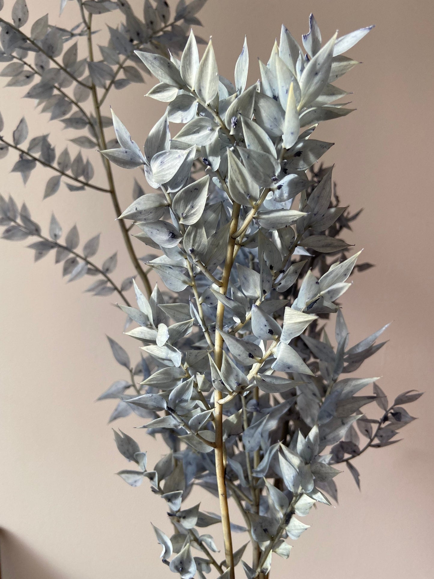 Ruskus | stechender Mäusedorn | Dornmyrte | silbergrau | graublau | Trockenblume | Zweige für die Vase | Home Decor | Blumendeko