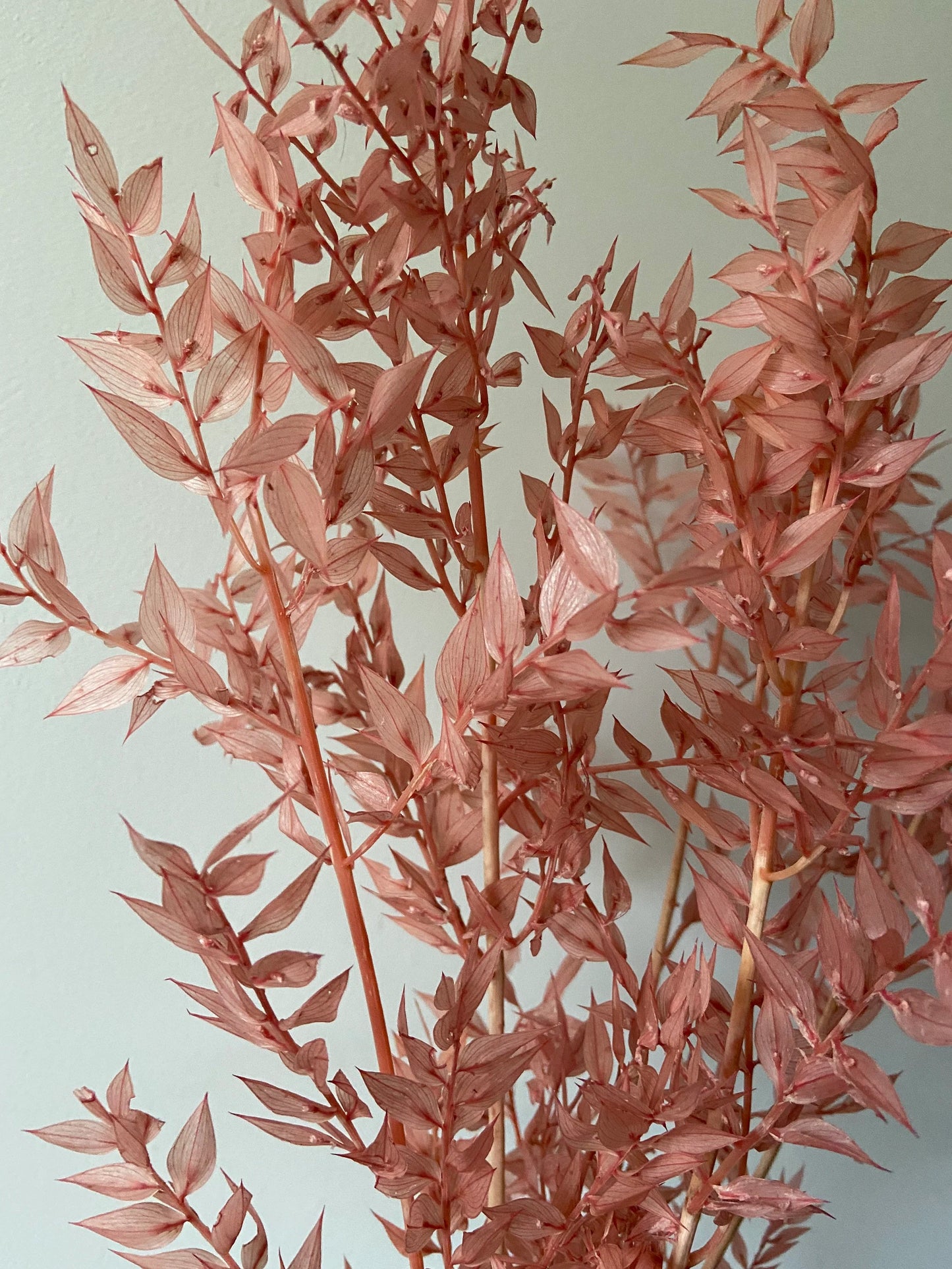 Ruskus | stechender Mäusedorn | Dornmyrte | rosa | pastell | Trockenblume | Zweige für die Vase | Home Decor | Blumendeko