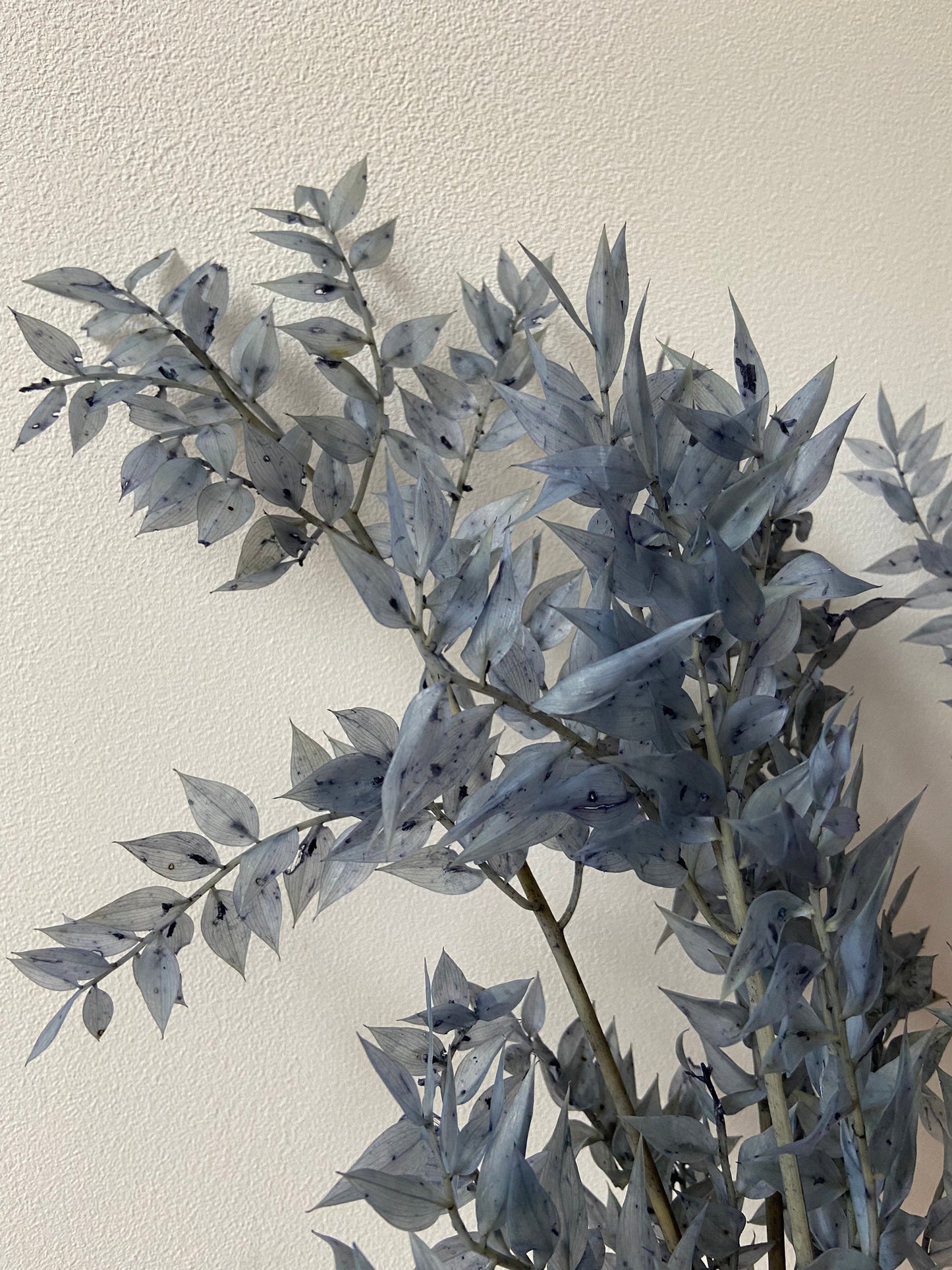 Ruskus | stechender Mäusedorn | Dornmyrte | silbergrau | graublau | Trockenblume | Zweige für die Vase | Home Decor | Blumendeko