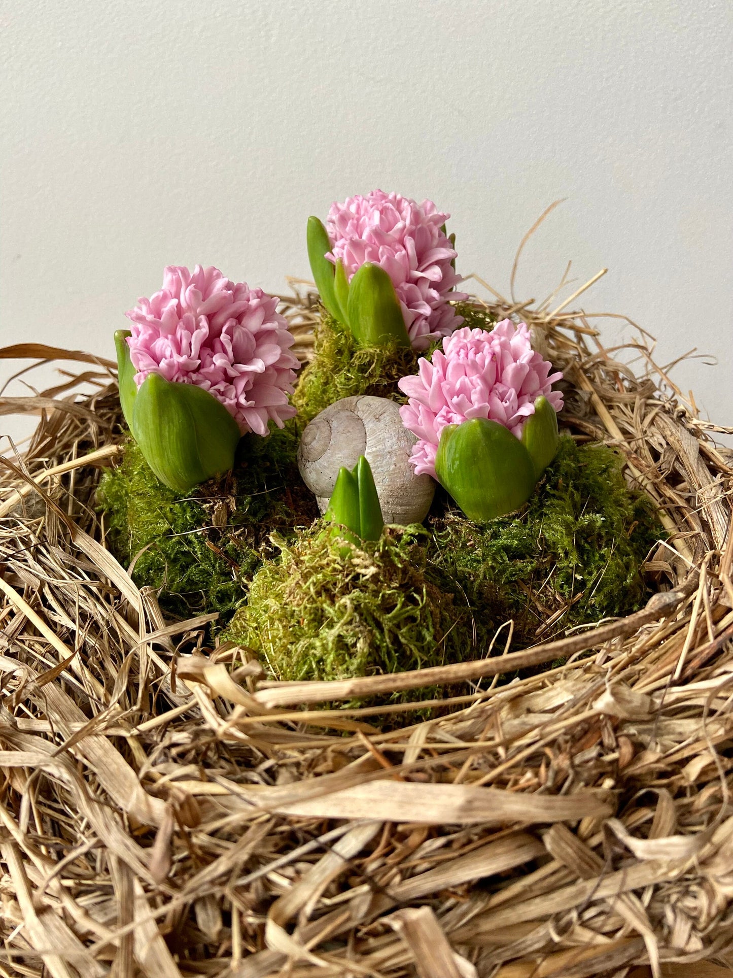 Nest | Frühling | Ostern | groß | Hyazinthen | Schneckenhaus | Frühlingsbote | Blüten in Moos