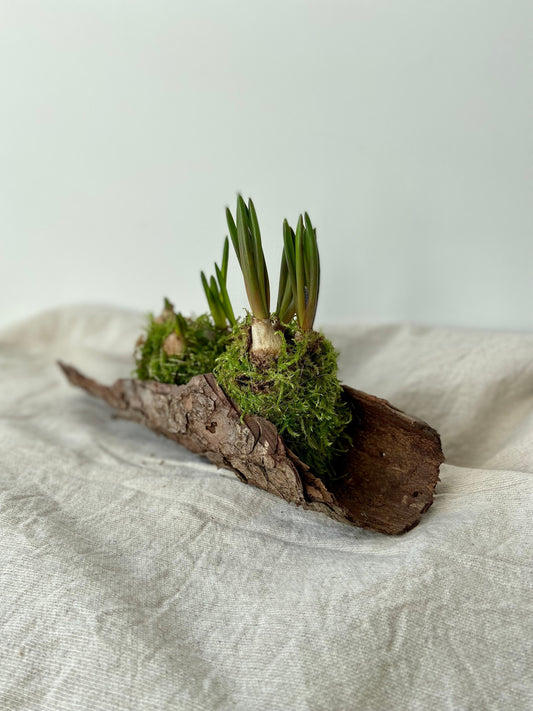 Traubenhyazinten in Moos  | Rinde | Nest | Osterdeko | Tischdeko | Frühlingsdeko | Moos | Ostern | Tulpe | Frühlingsblüher | Birkenkranz