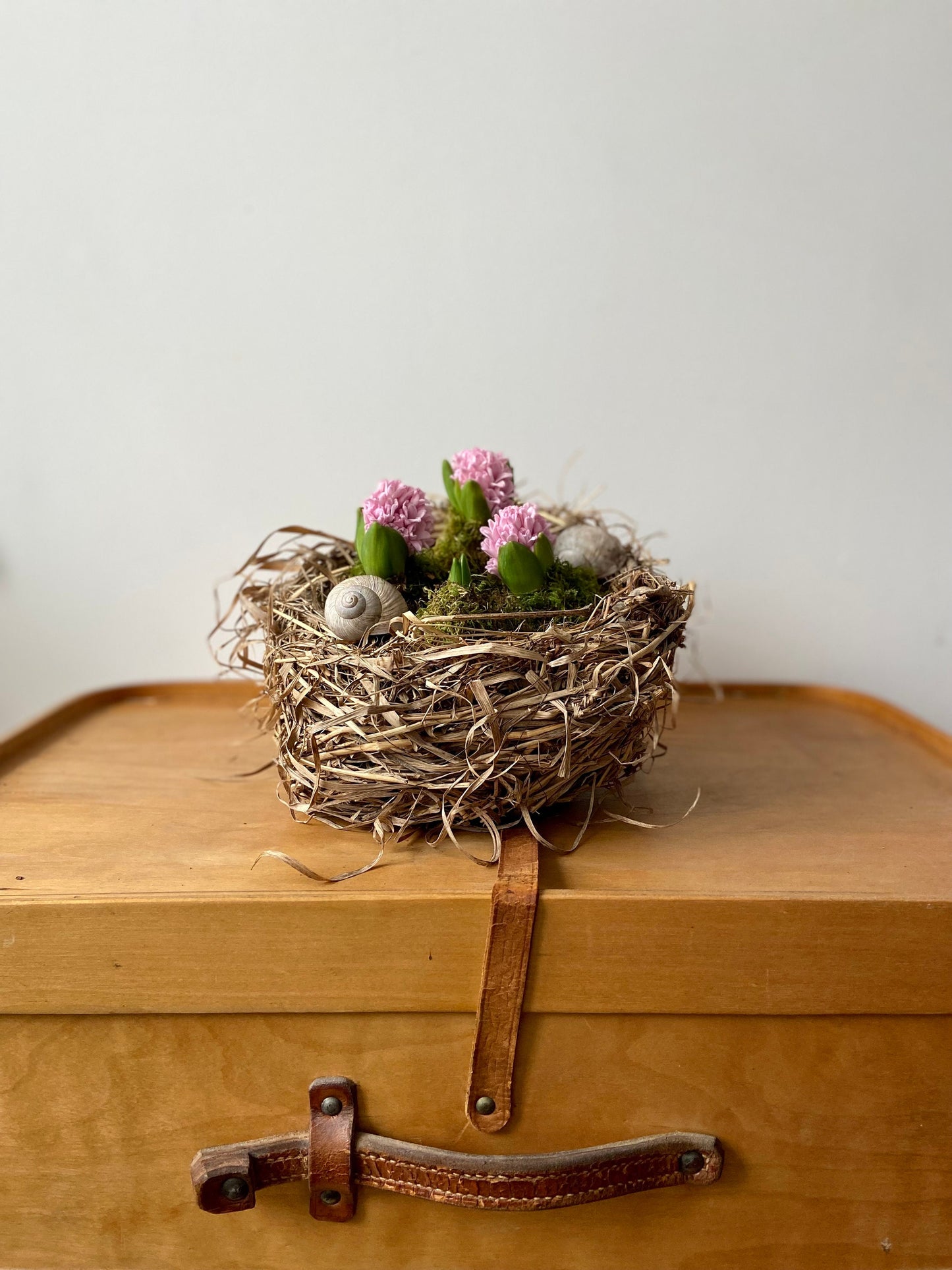 Nest | Frühling | Ostern | groß | Hyazinthen | Schneckenhaus | Frühlingsbote | Blüten in Moos