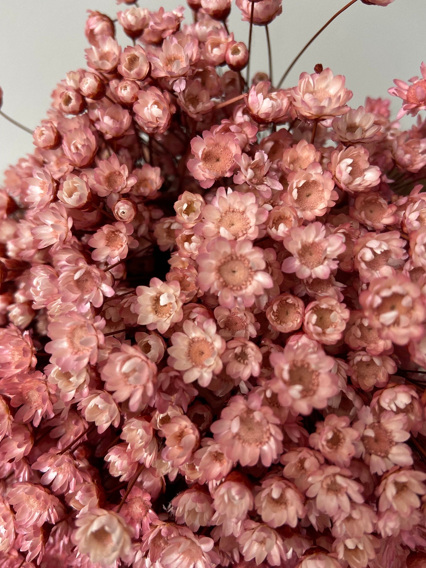 Trockenblumenstrauß | Glixia | babyrosa | zart