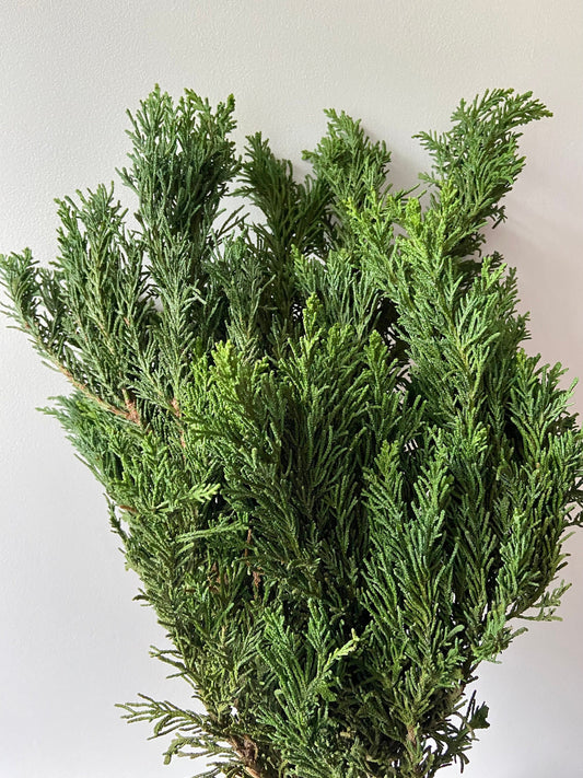 Zweige der Draht Zypresse | Advent | Deko | frisches Grün | Türschmuck | grüne Zweige | Weihnachten | Winterzweige