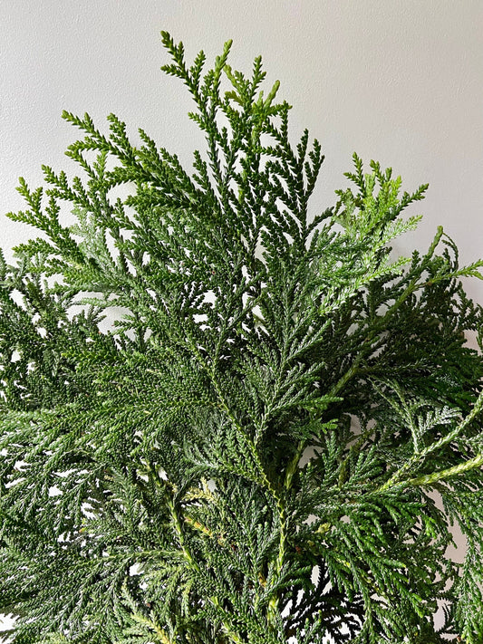 Zweige der Thujopsis Zypresse | Hibalebensbaum | Advent | Winter | frisches Grün | Weihnachtsdeko | Adventskranz | Bastelmaterial | Natur