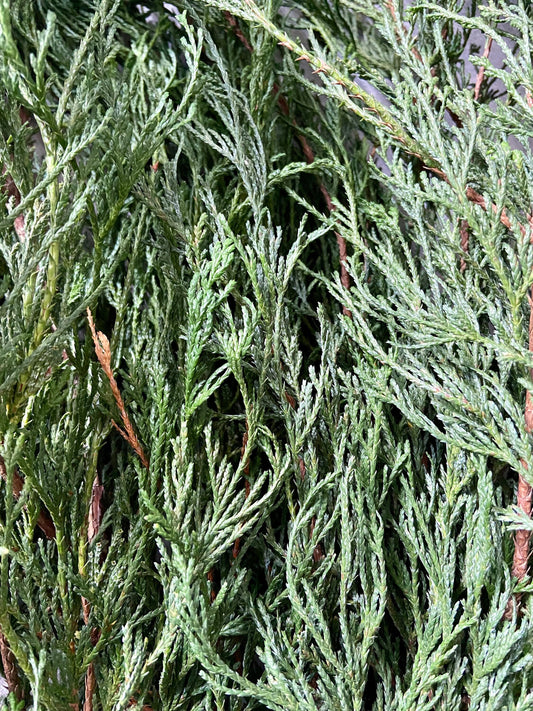 Zweige der Filifera Faden-Zypresse | Advent | Deko | frisches Grün | Türschmuck | grüne Zweige | Weihnachten | Winterzweige
