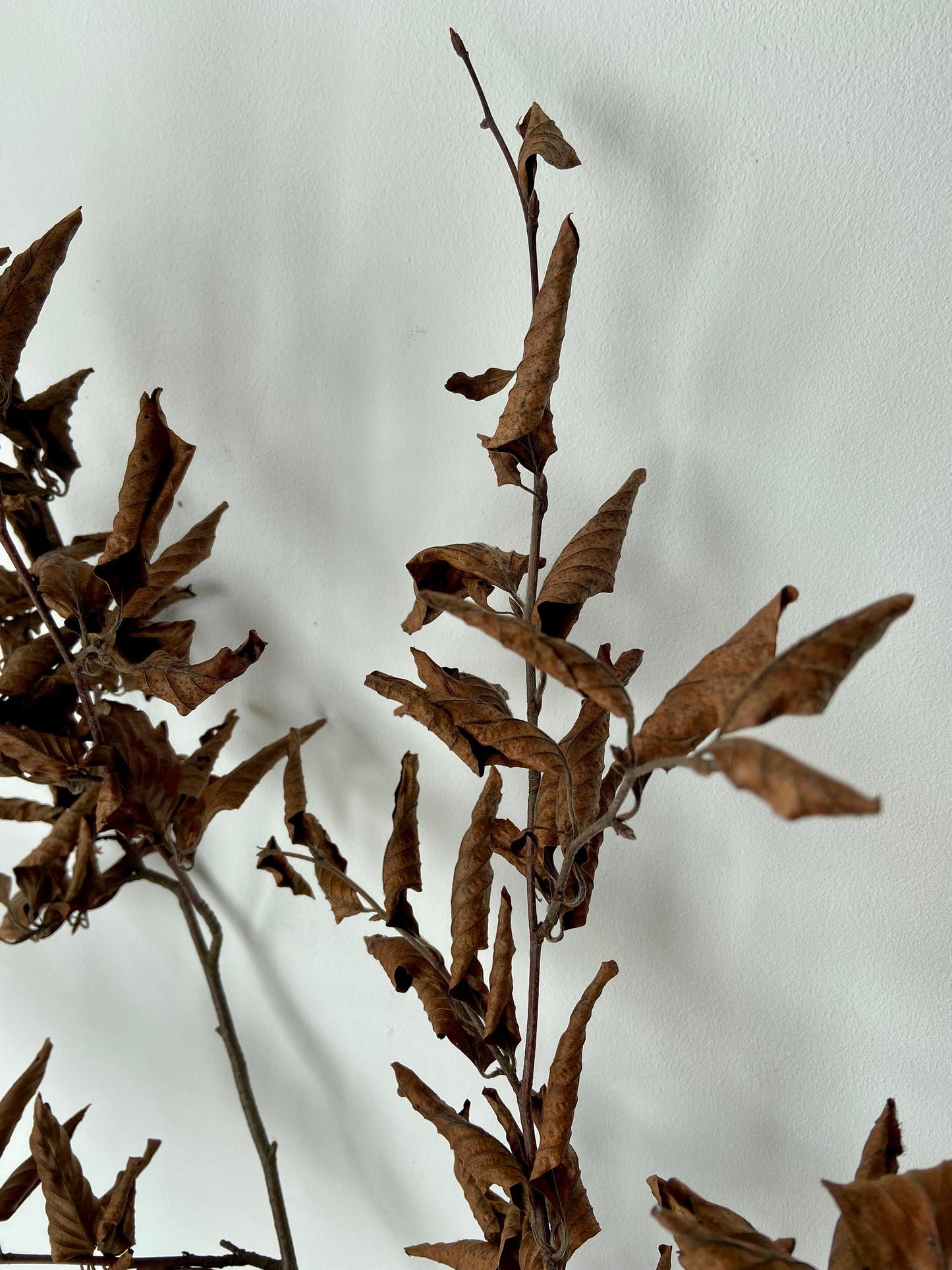 Buchenzweig| Zierzweig für die Vase | Naturzweig | braune Blätter