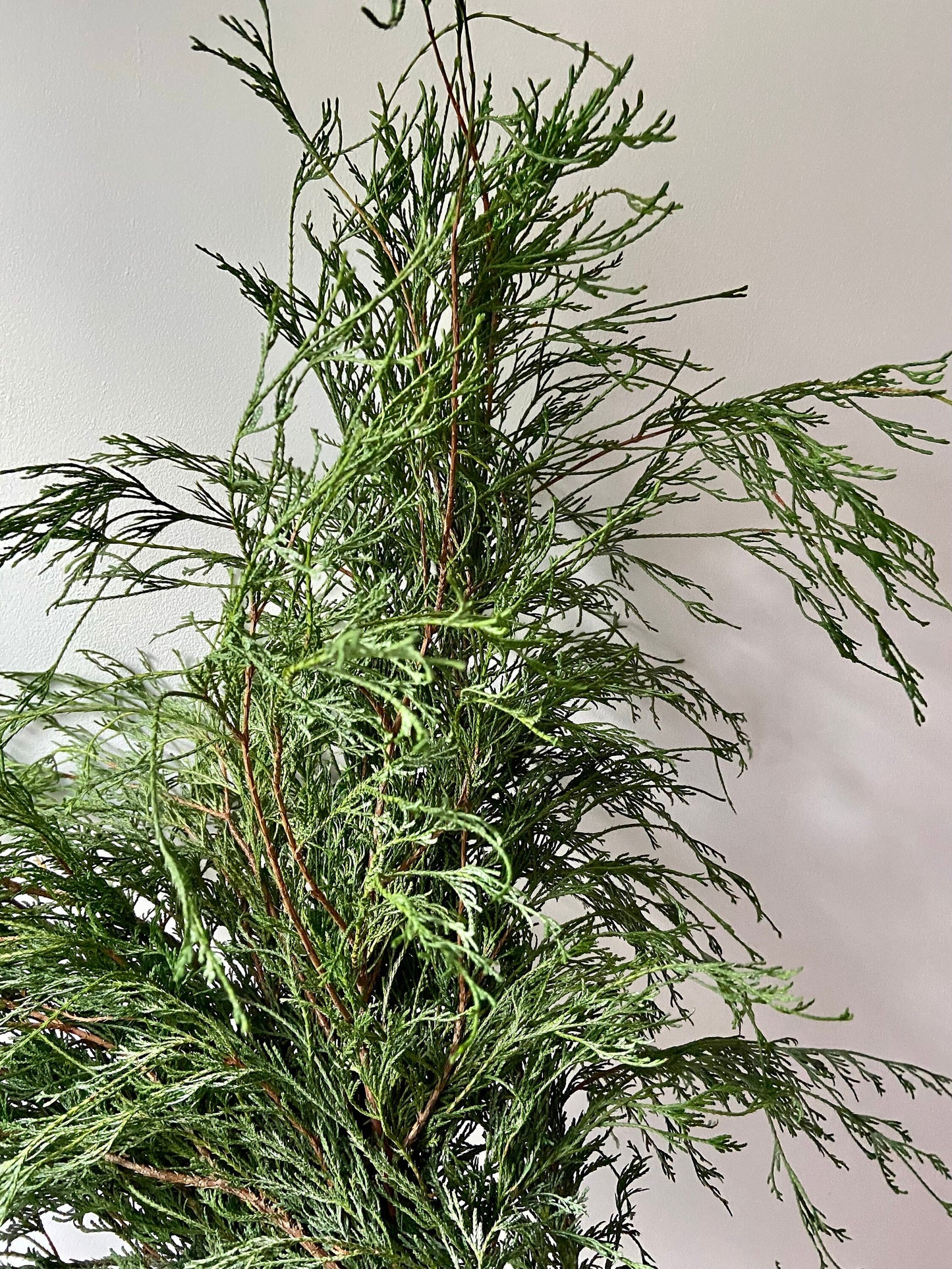 Zweige der Filifera Faden-Zypresse | Advent | Deko | frisches Grün | Türschmuck | grüne Zweige | Weihnachten | Winterzweige