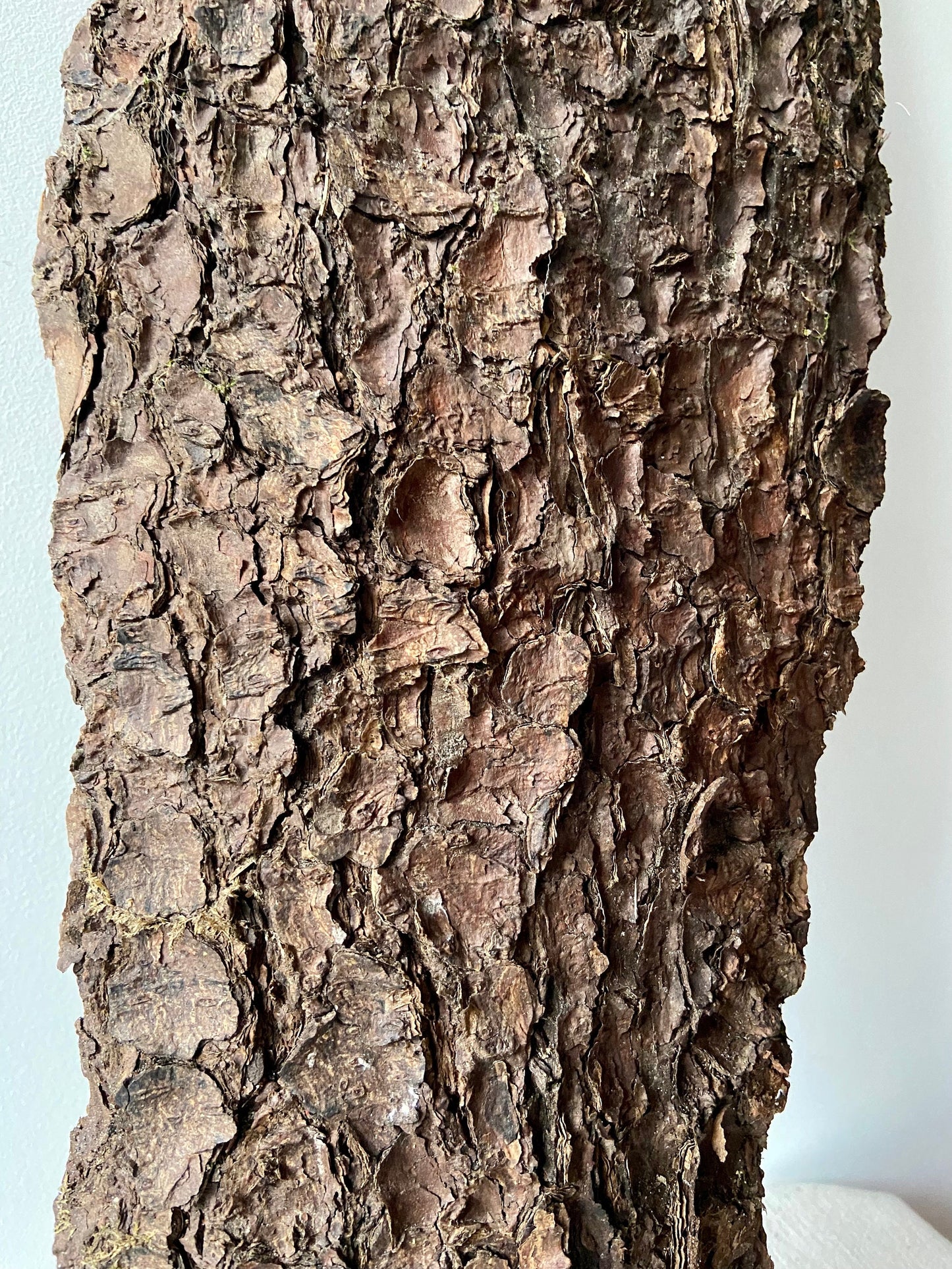 Großes Rindenstück | Rinde | Borke | Kiefer | Fichte | Kirschbaum | Birke |Tischdeko | Winter | Advent | Deko