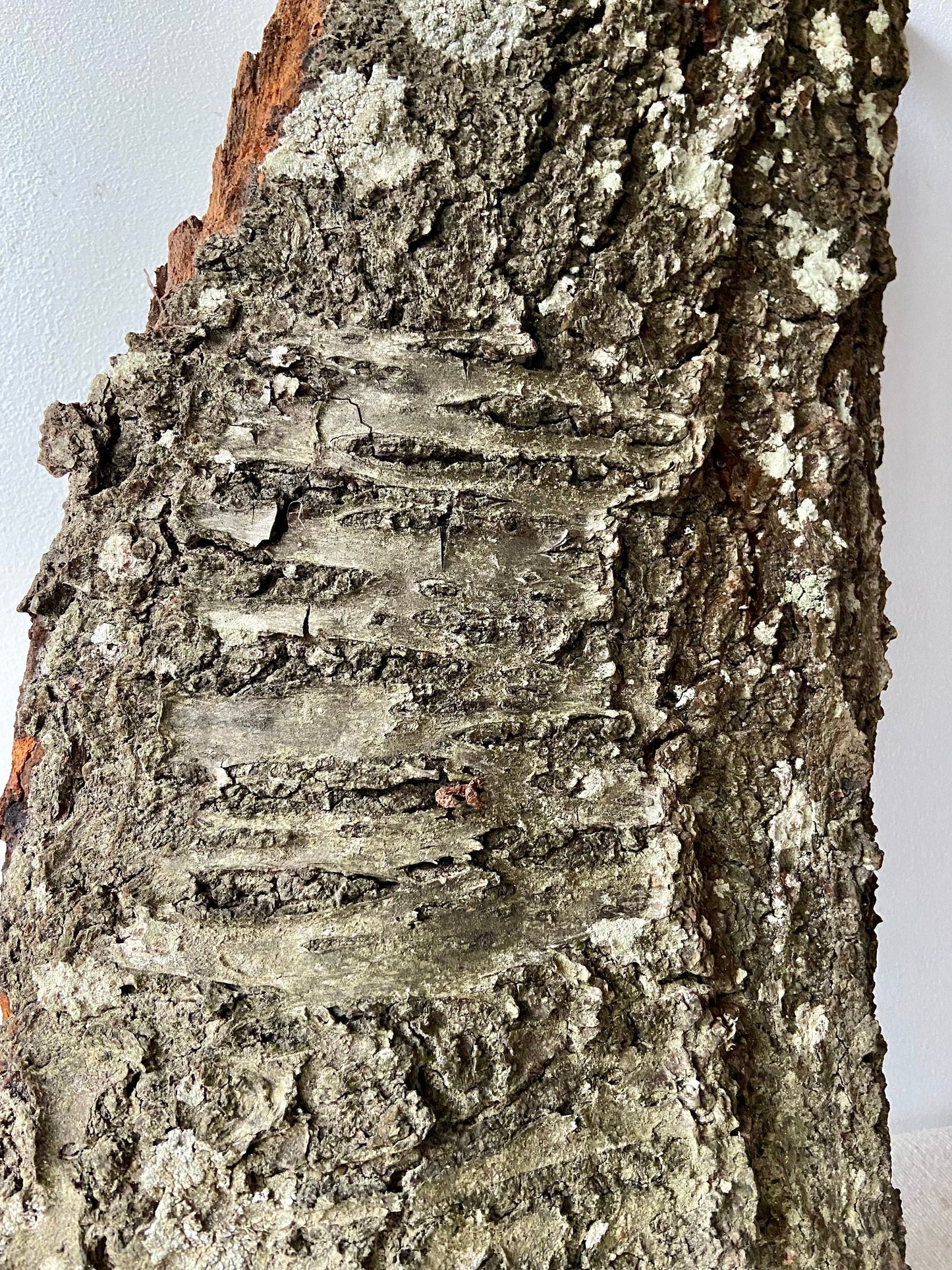 Großes Rindenstück | Rinde | Borke | Kiefer | Fichte | Kirschbaum | Birke |Tischdeko | Winter | Advent | Deko