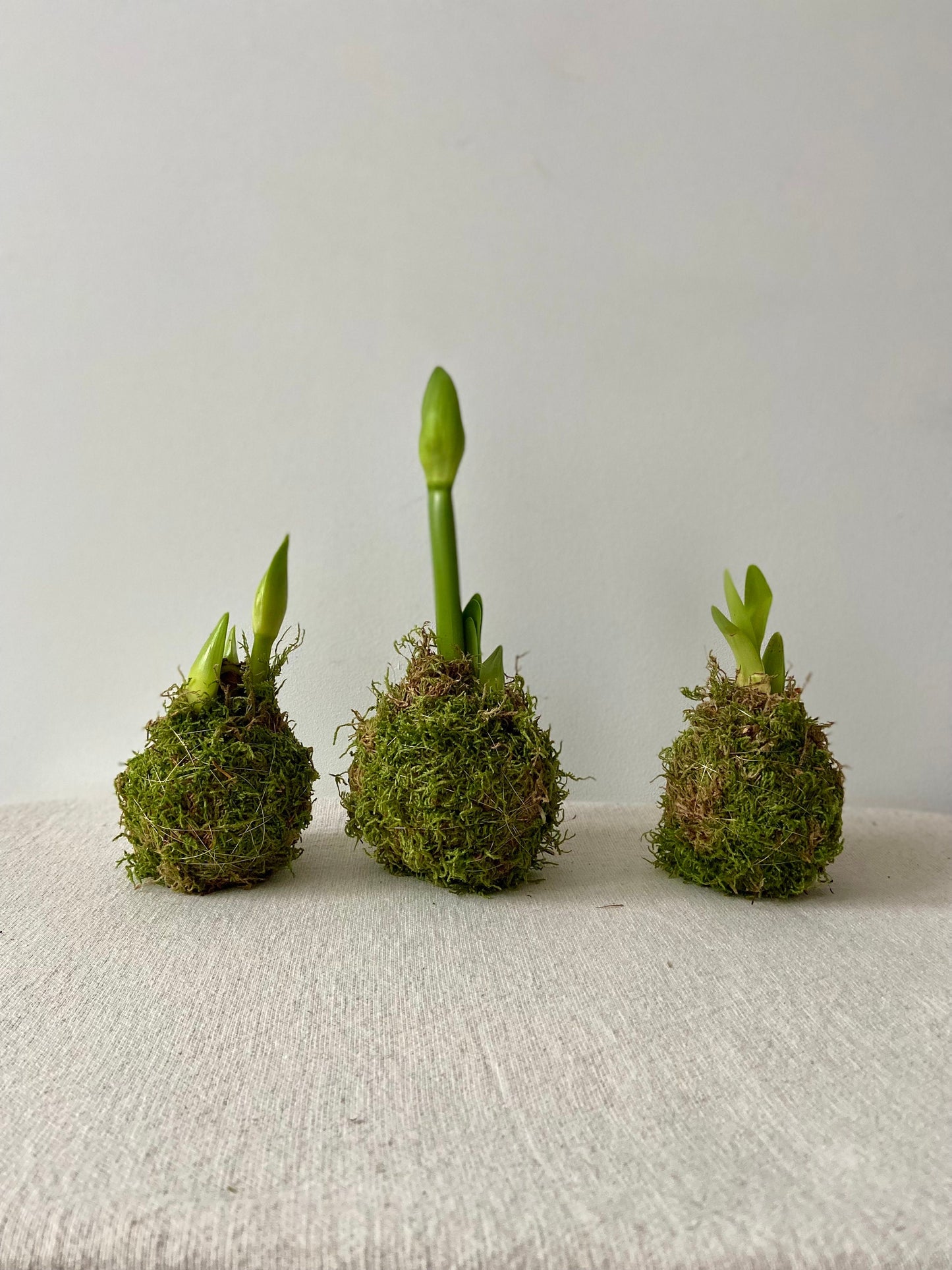Amaryllis in Moos | Weihnachtsdekoration | Tischdekoration | Winterdeko | Moos | Weihnachten | Amaryllis | Winterblume | NaturDeko