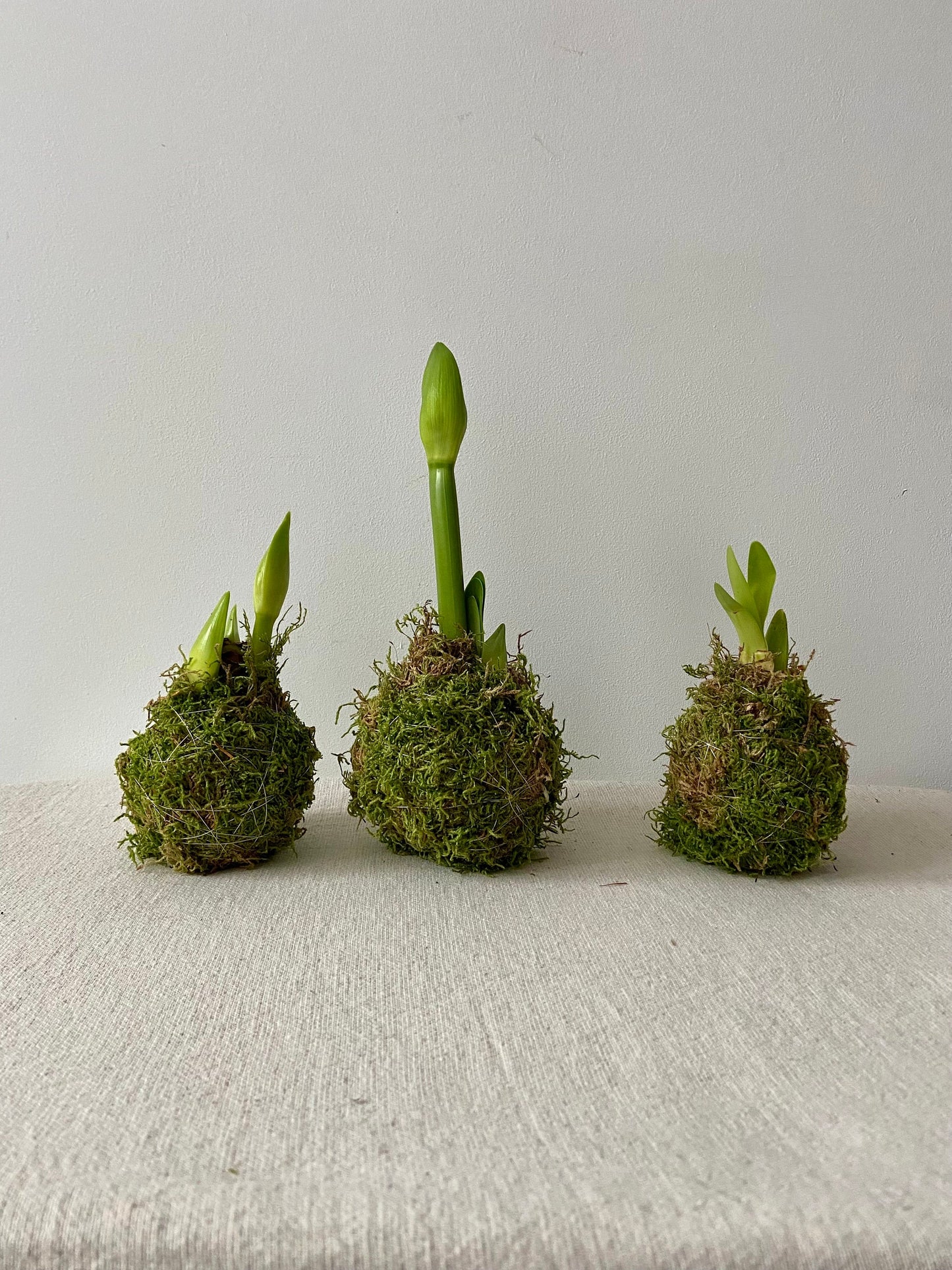 Amaryllis in Moos | Weihnachtsdekoration | Tischdekoration | Winterdeko | Moos | Weihnachten | Amaryllis | Winterblume | NaturDeko