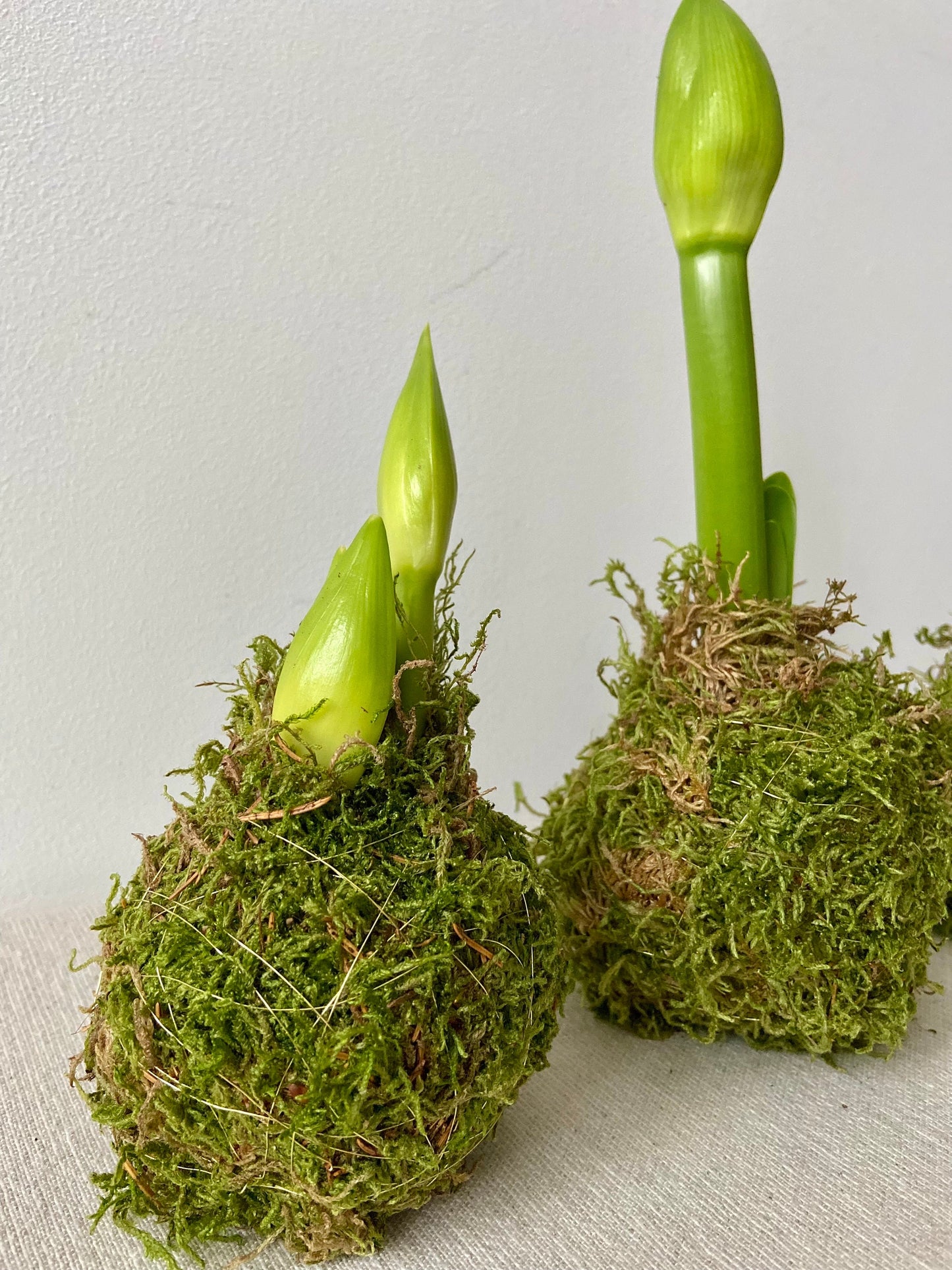 Amaryllis in Moos | Weihnachtsdekoration | Tischdekoration | Winterdeko | Moos | Weihnachten | Amaryllis | Winterblume | NaturDeko