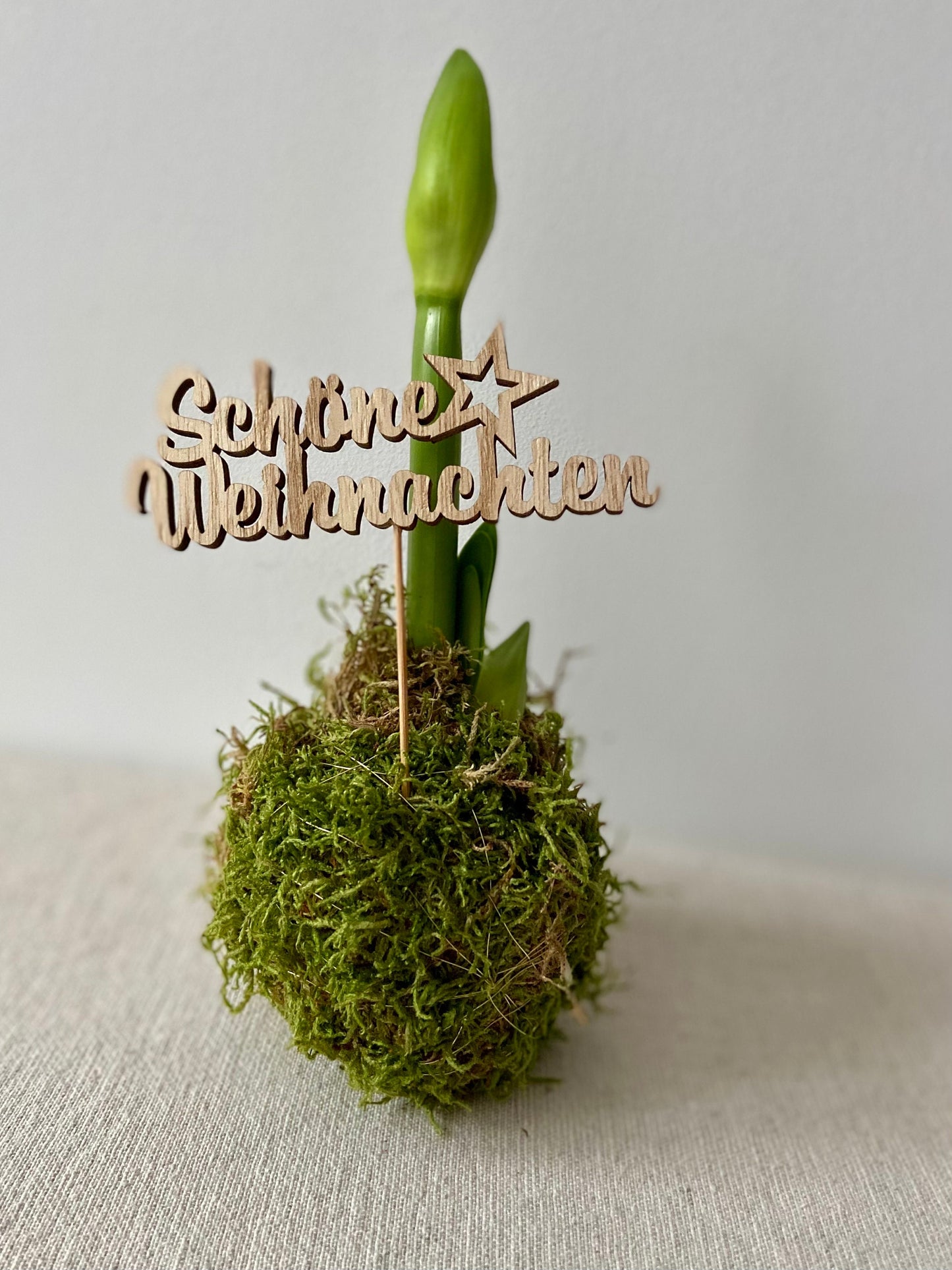 Amaryllis in Moos | Weihnachtsdekoration | Tischdekoration | Winterdeko | Moos | Weihnachten | Amaryllis | Winterblume | NaturDeko