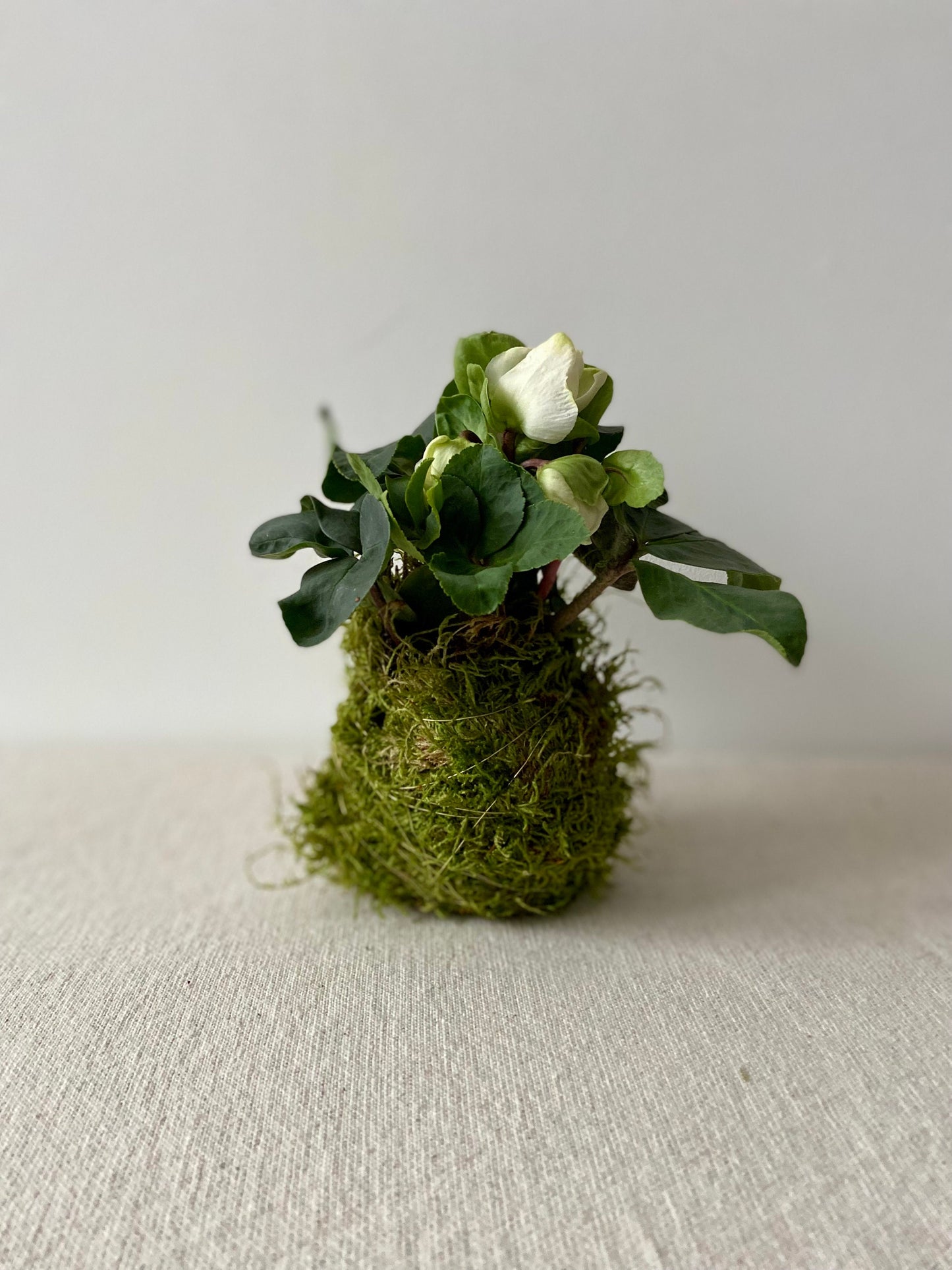 Christrose in Moos | Weihnachtsdekoration | Tischdeko | Winterdeko | Moos | Weihnachten | Christrose | Winterblume | Helleborus | Advent