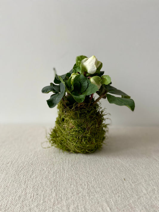 Christrose in Moos | Weihnachtsdekoration | Tischdeko | Winterdeko | Moos | Weihnachten | Christrose | Winterblume | Helleborus | Advent