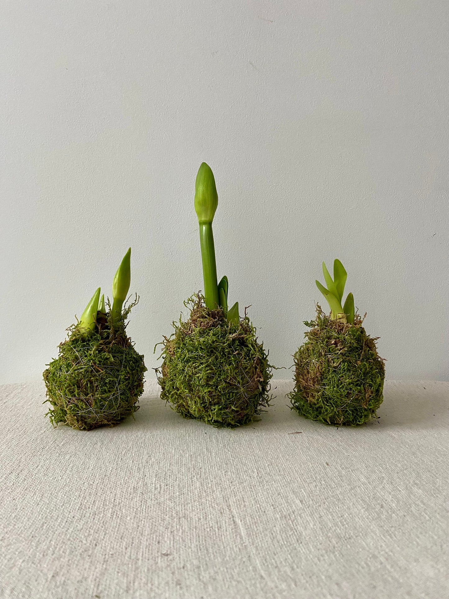 Amaryllis in Moos | Weihnachtsdekoration | Tischdekoration | Winterdeko | Moos | Weihnachten | Amaryllis | Winterblume | NaturDeko