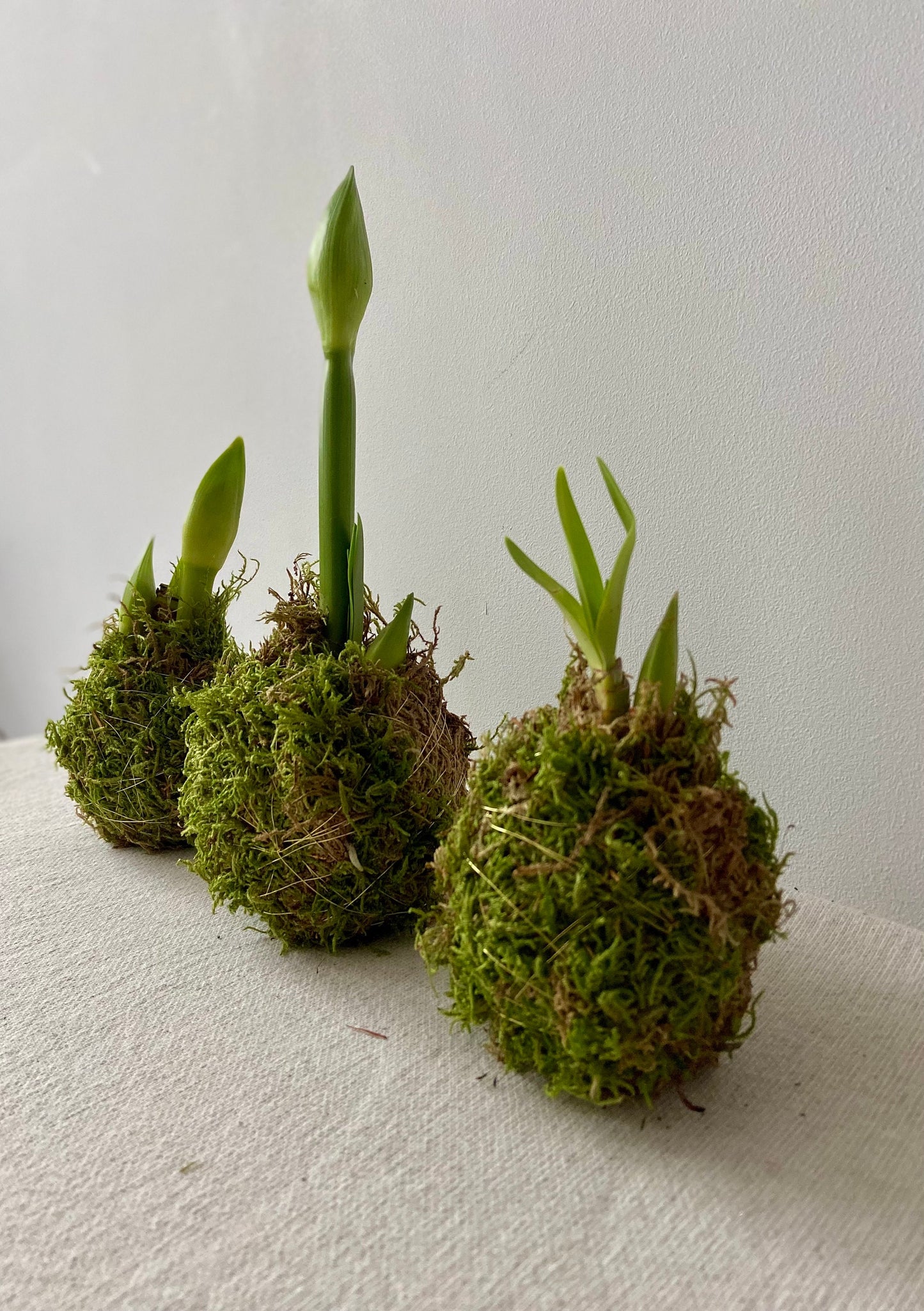 Amaryllis in Moos | Weihnachtsdekoration | Tischdekoration | Winterdeko | Moos | Weihnachten | Amaryllis | Winterblume | NaturDeko